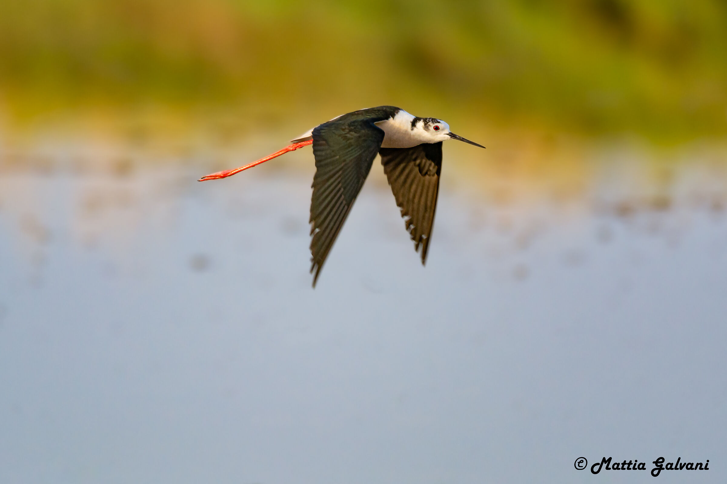 Cavaliere d'Italia in volo a pelo d'acqua