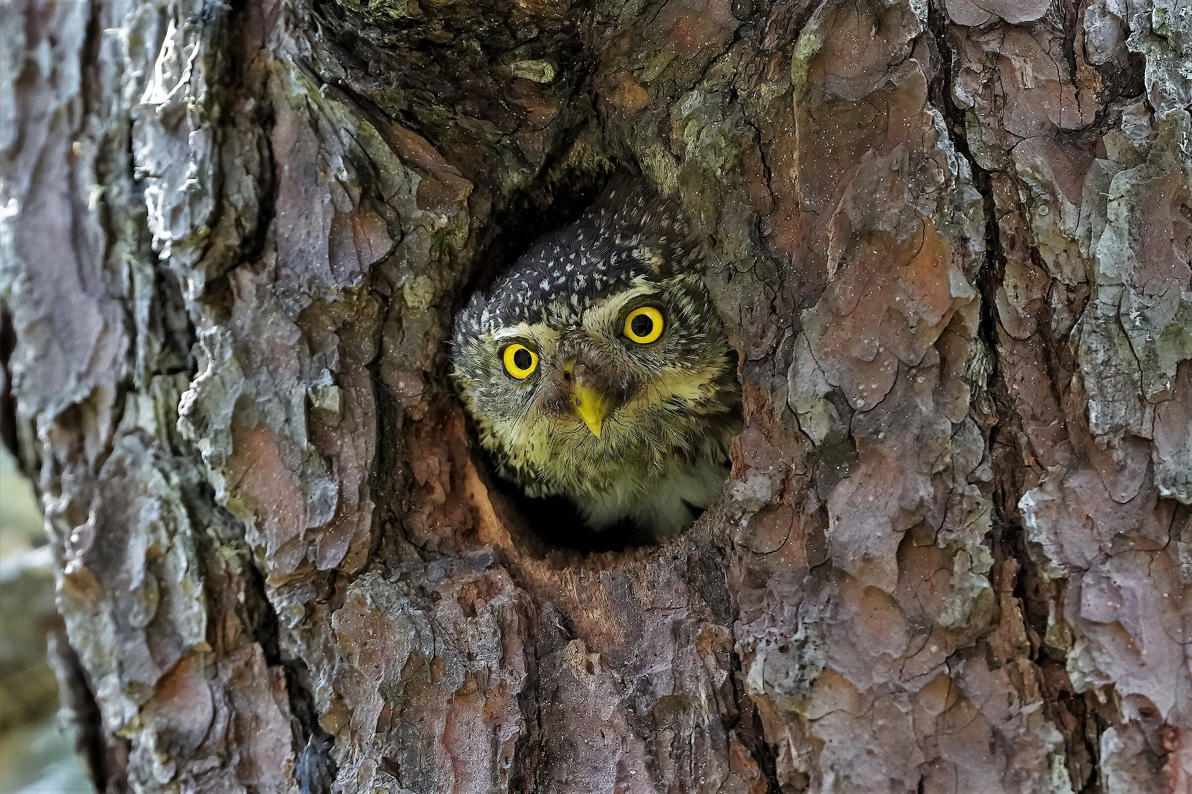 dwarf owl
