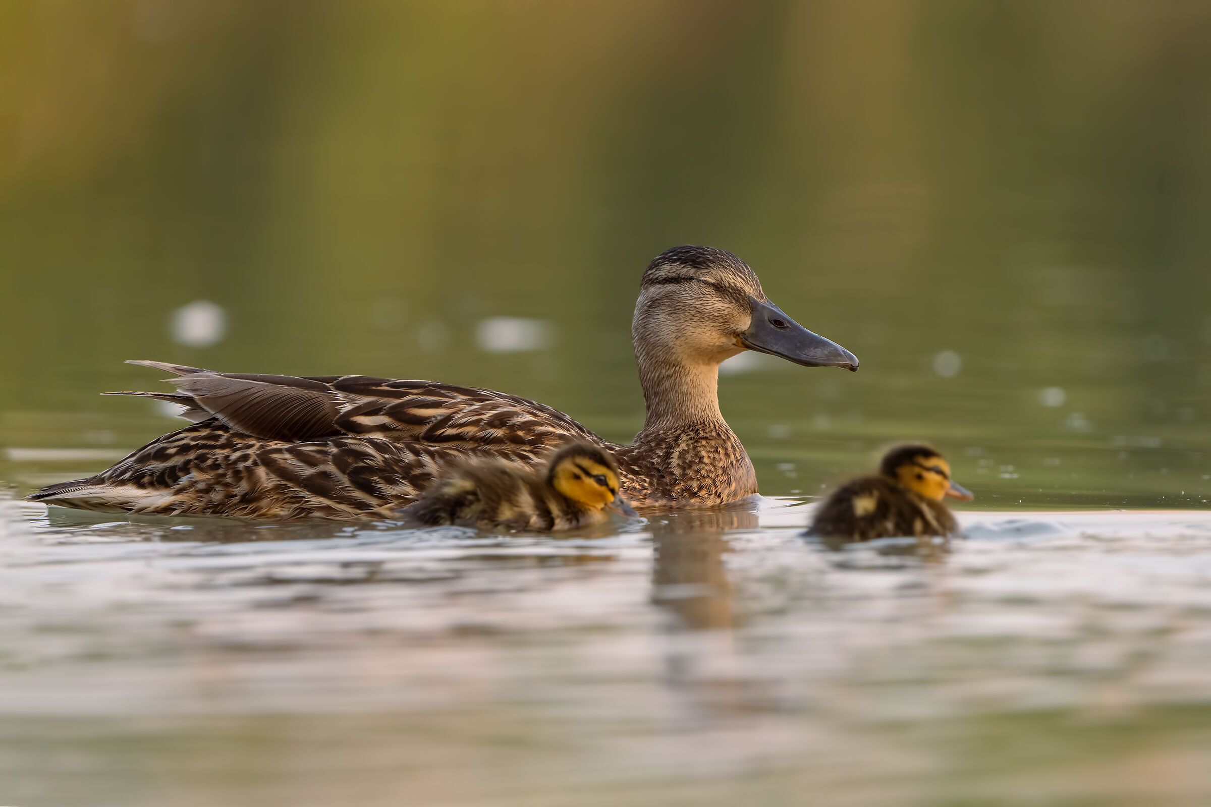 Germano reale femmina