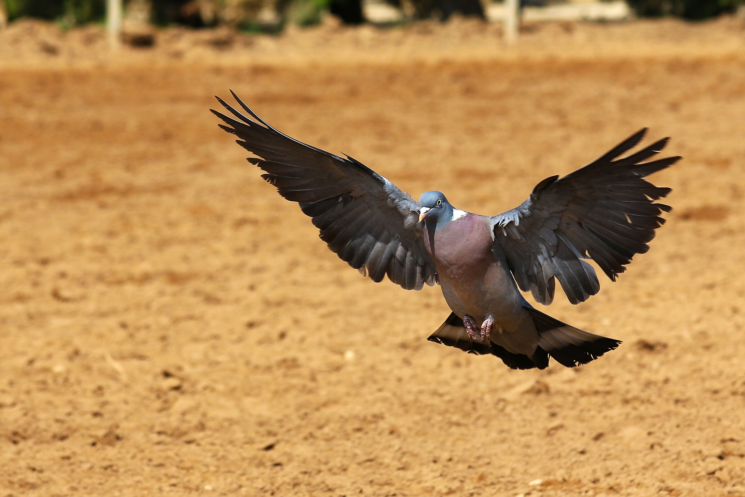 Primi tentativi a fotografare uccelli.