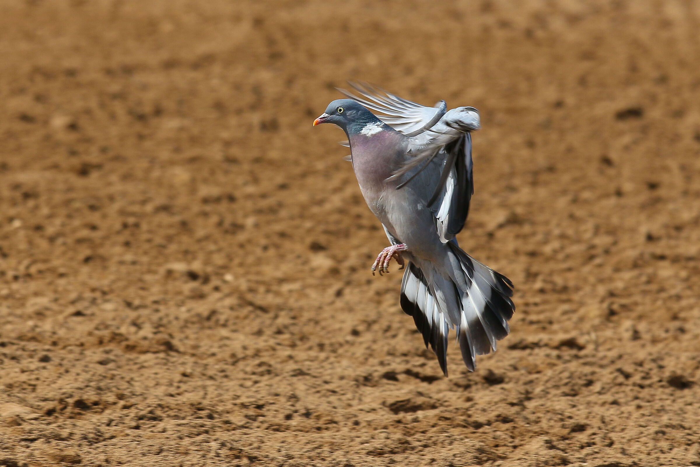 Primi tentativi a fotografare uccelli.
