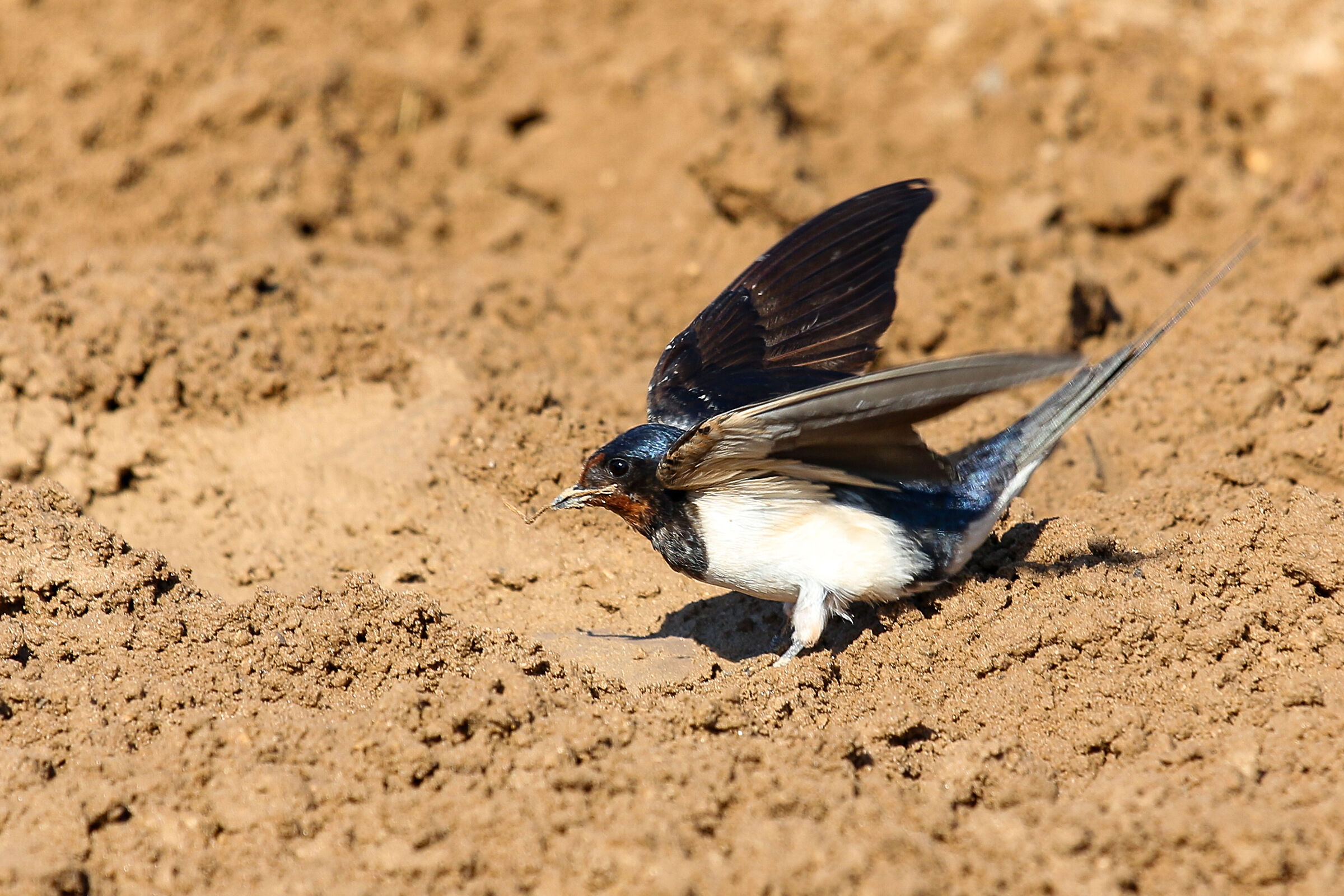 Rondinella prepara per il nido.