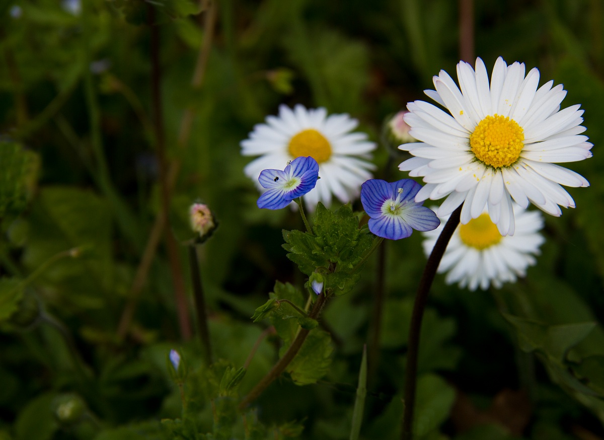 Margherite con occhi bleu