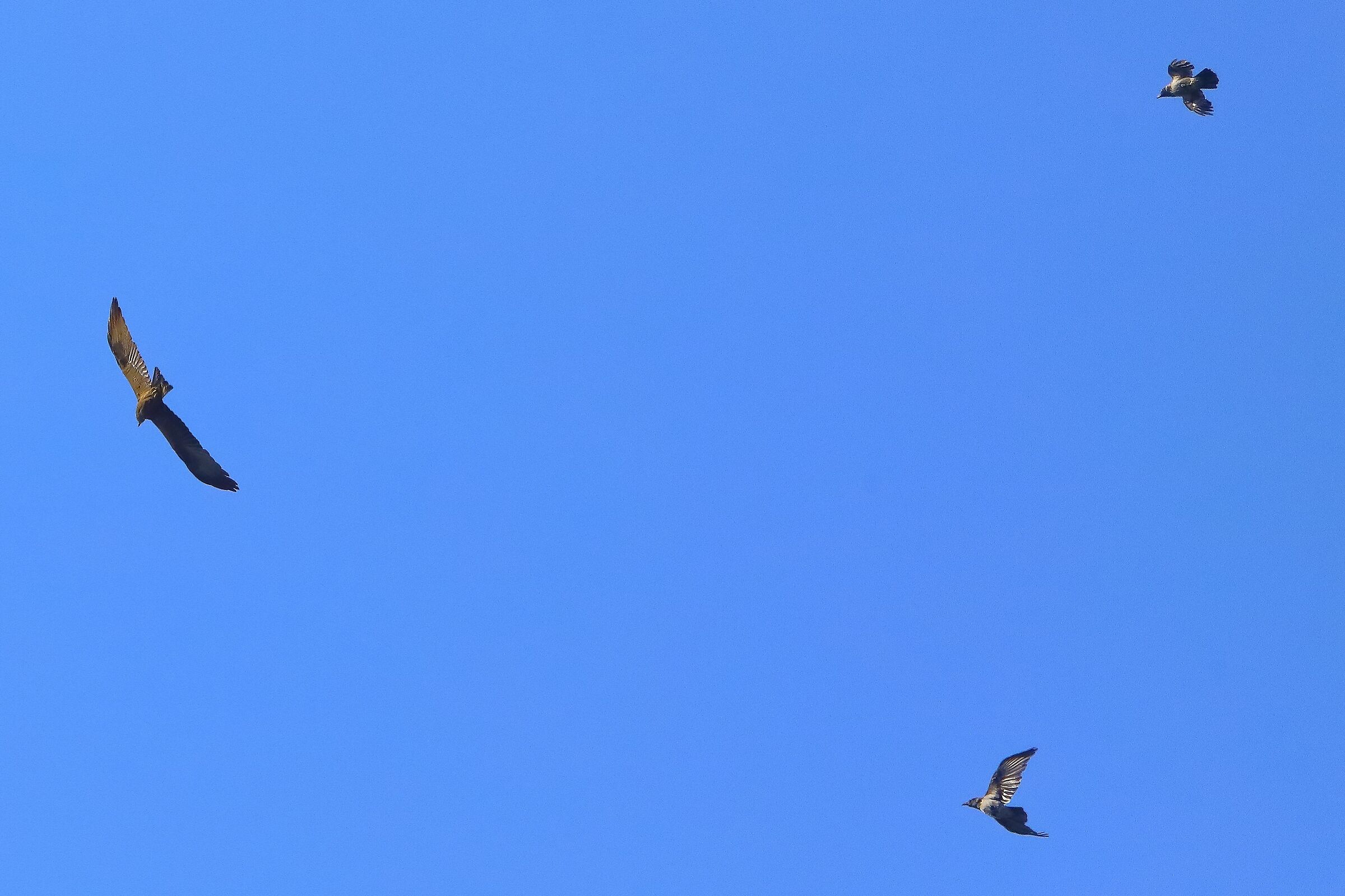 Nibbio bruno 27-05-2022