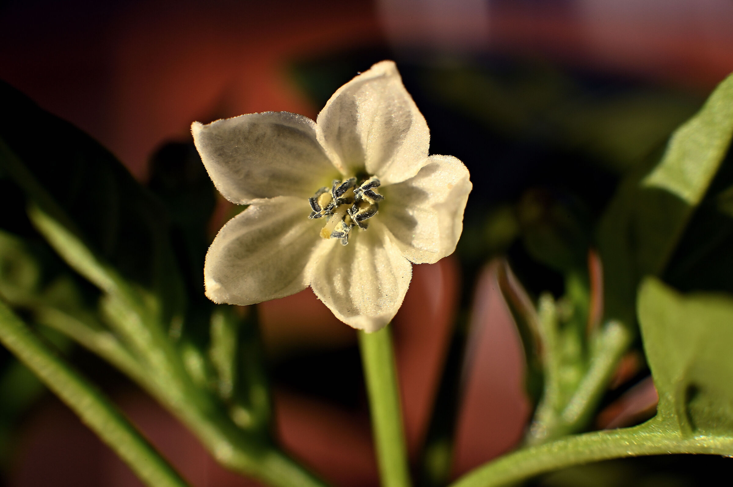 Chili pepper flower...