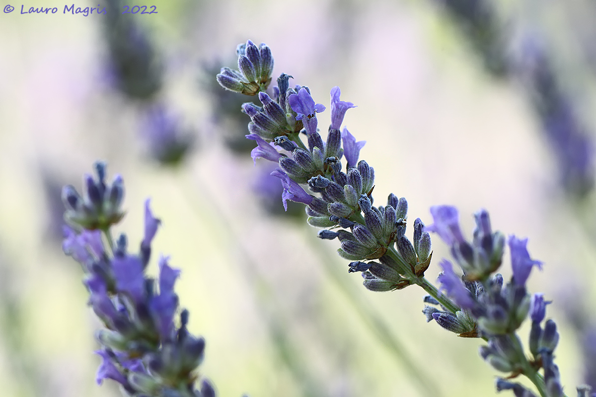 Lavandula angustifolia