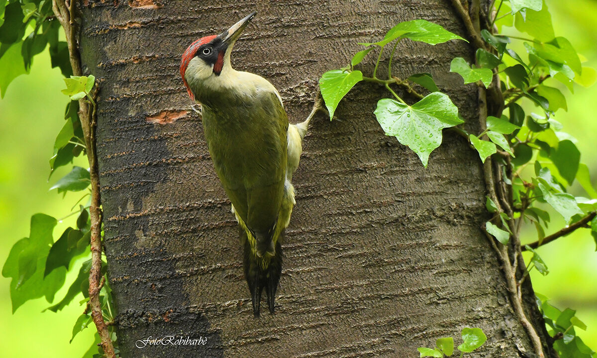 Picchio verde...