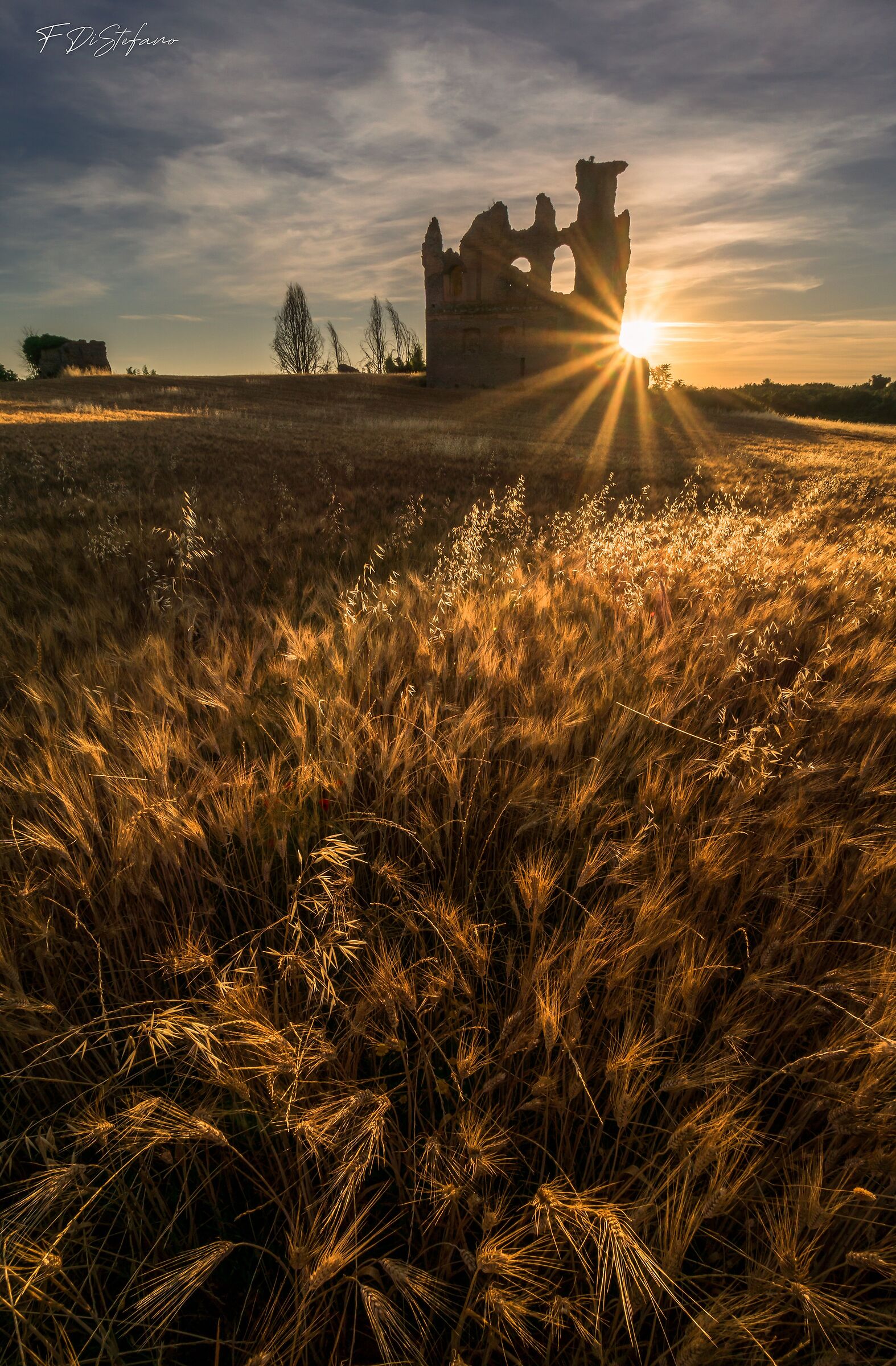 The gold of the morning