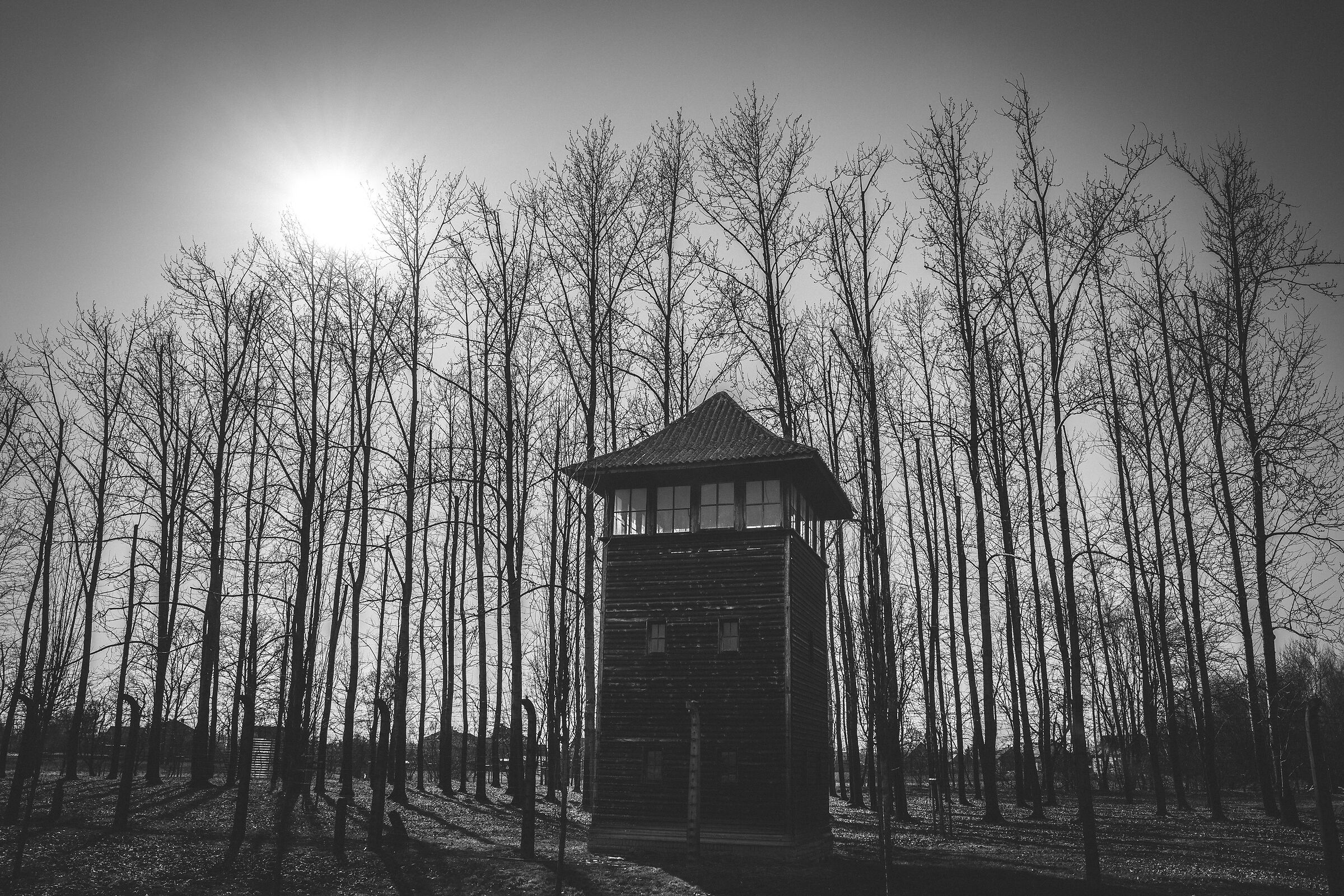 Auschwitz 8