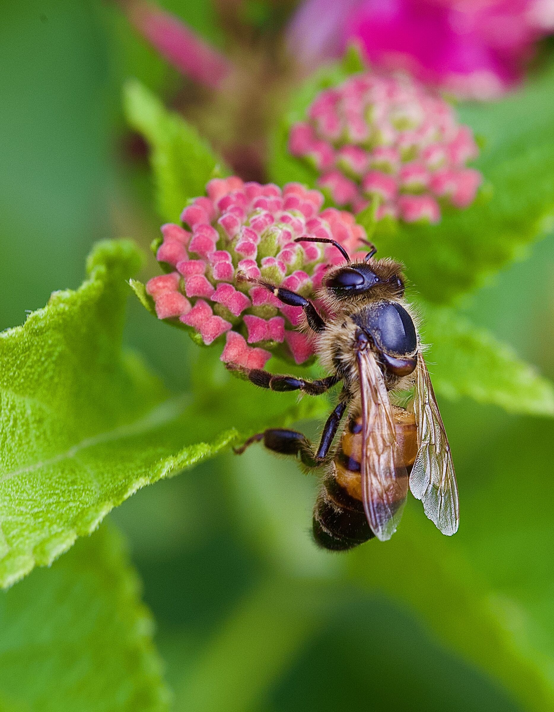 Domestic bee on lantana flower