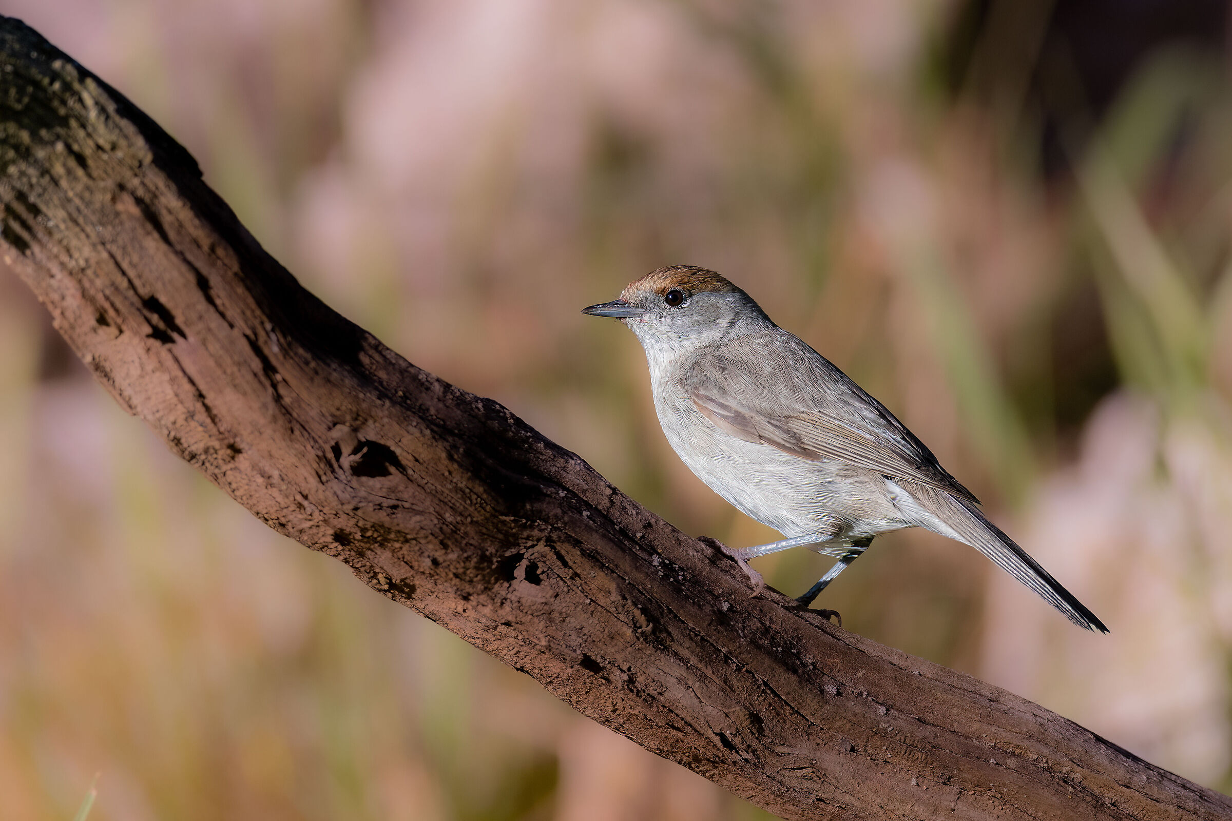 Blackcap
