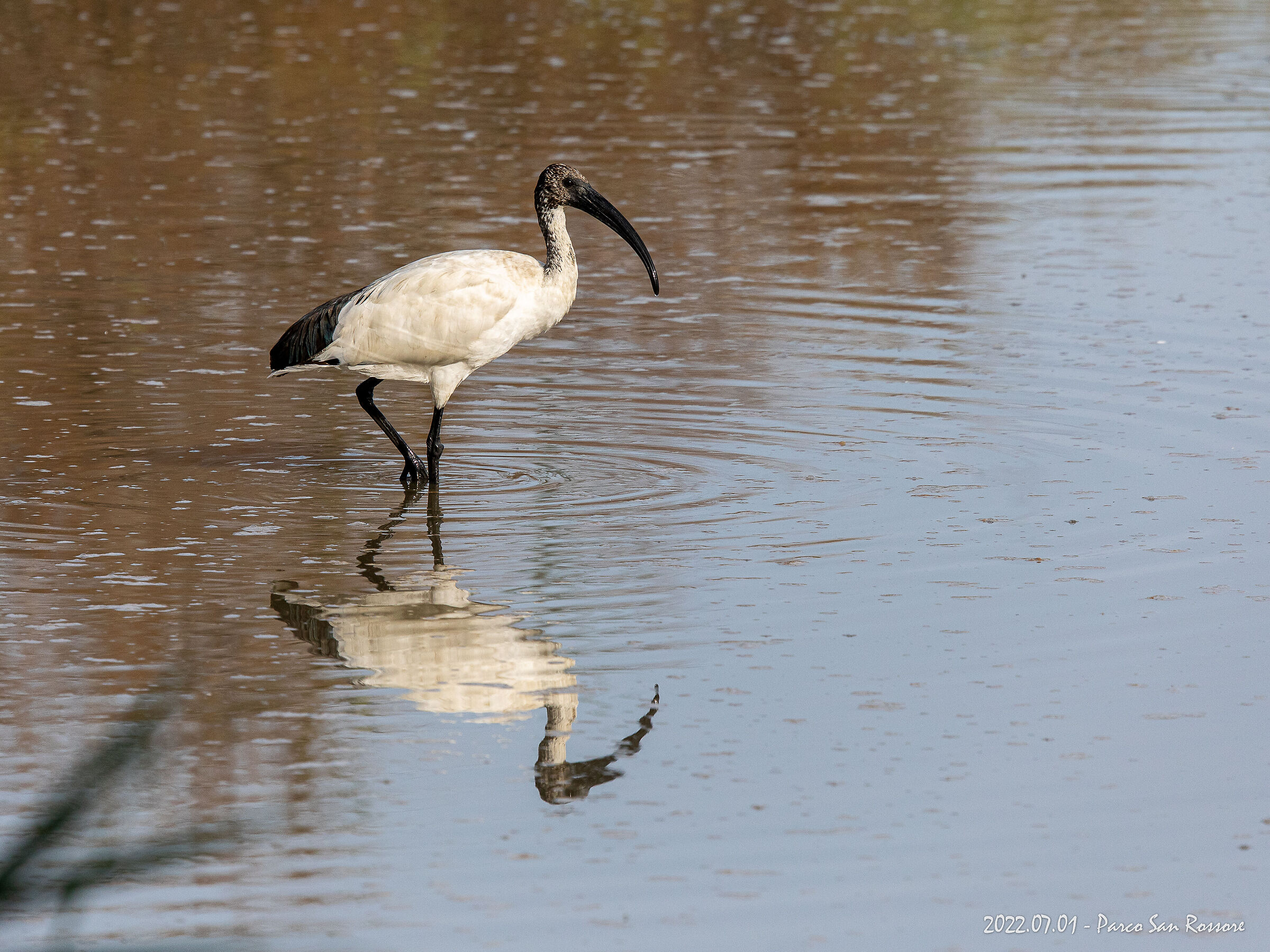 Ibis sacri