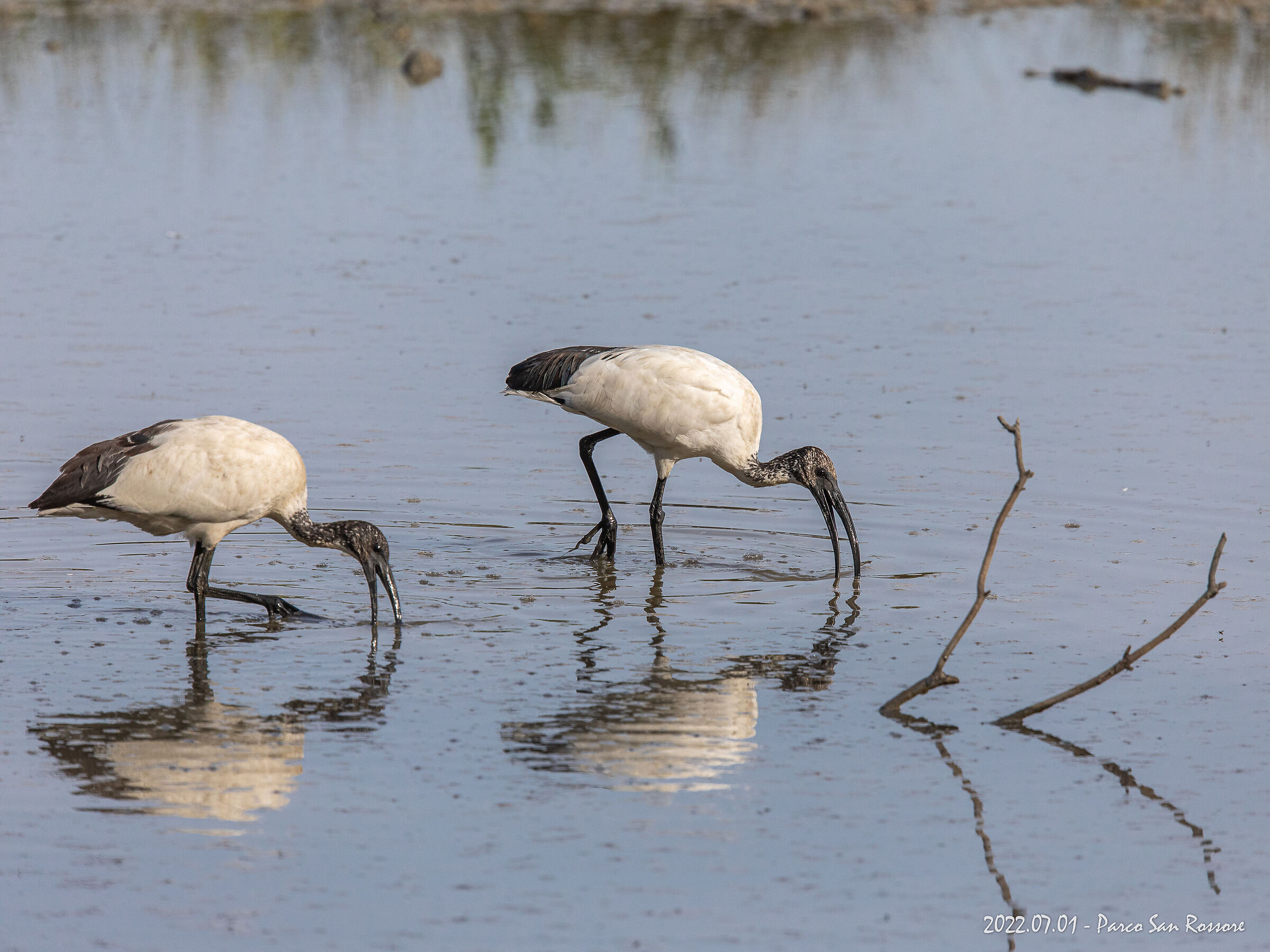 Ibis sacri