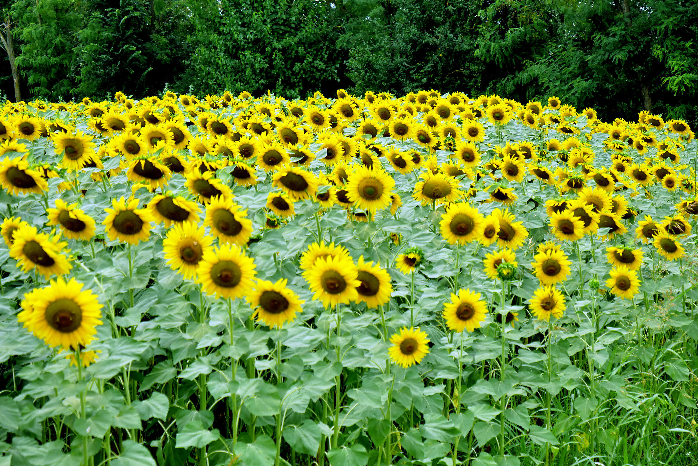 Sunflowers