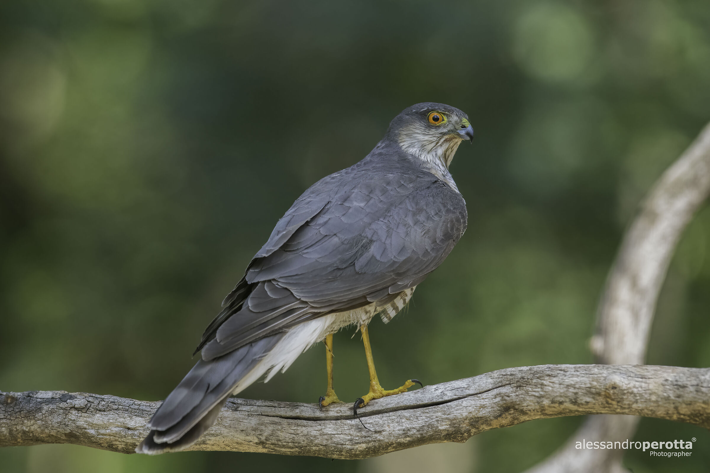 Accipiter nisus
