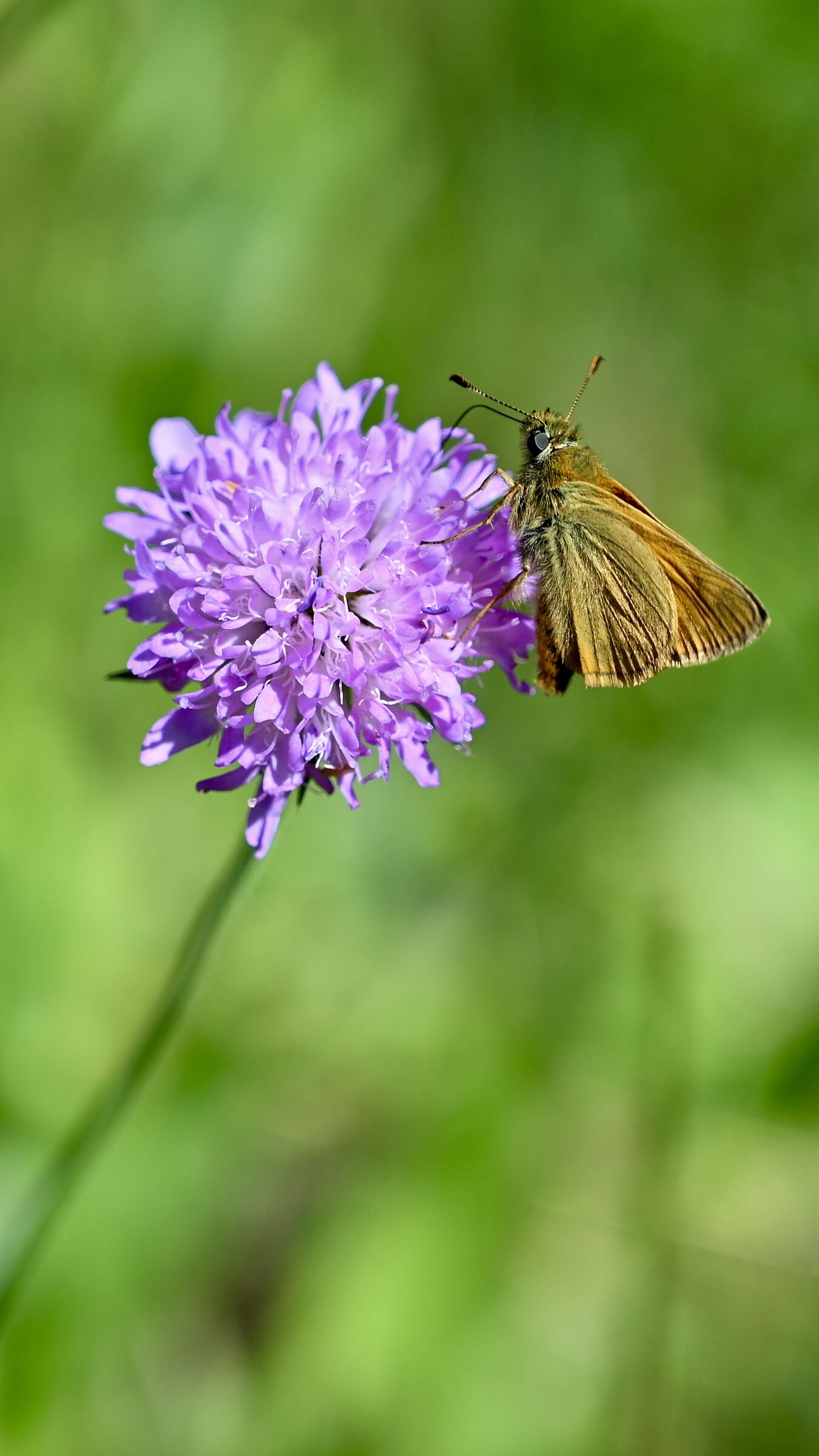 Succisa Pratensis “Morso del Diavolo”