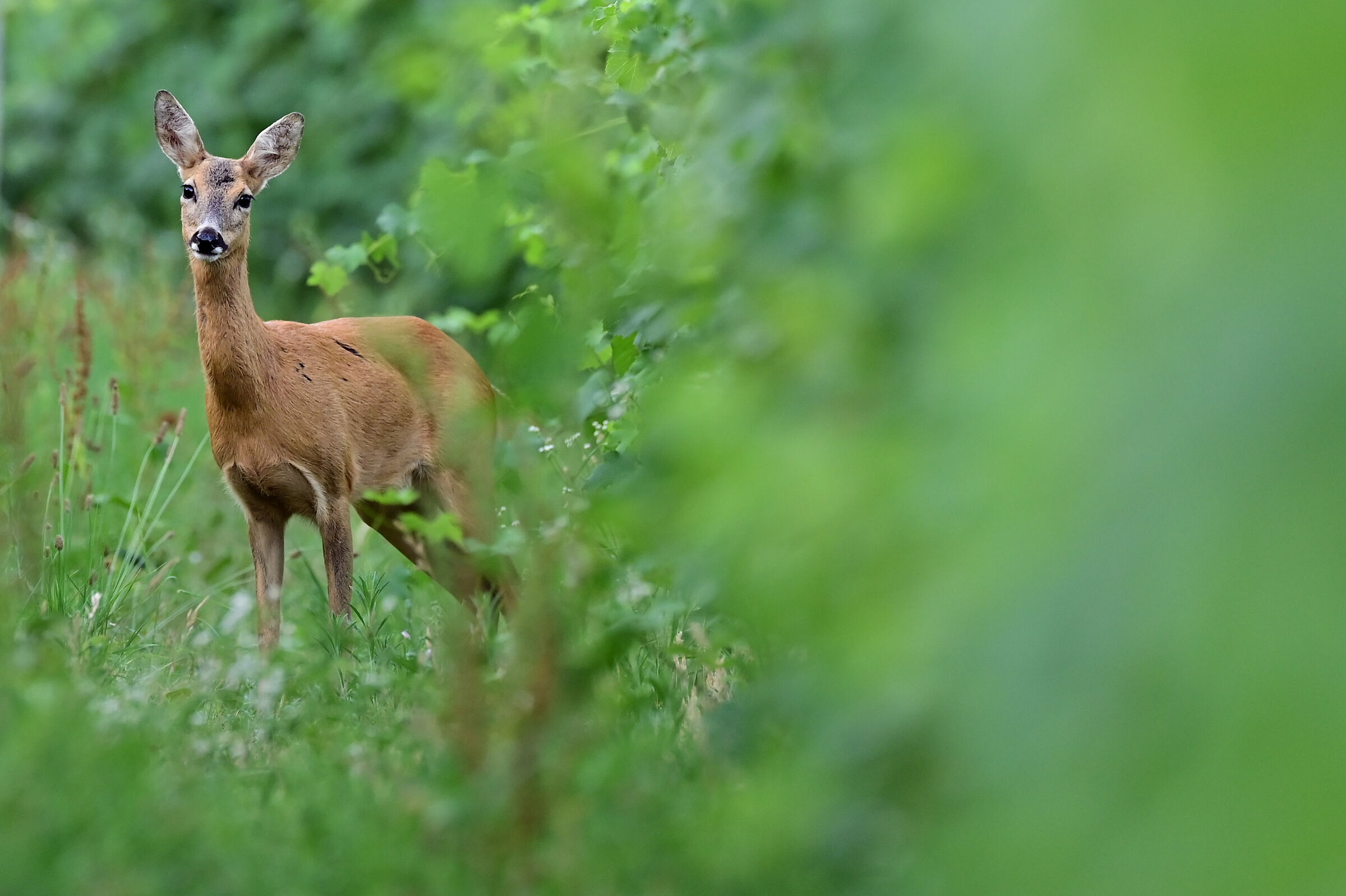 roe deer in the vineyard