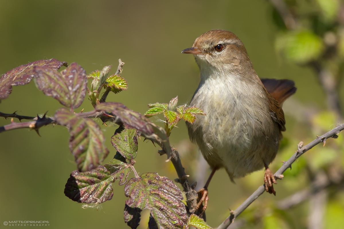 Cetti's Warbler