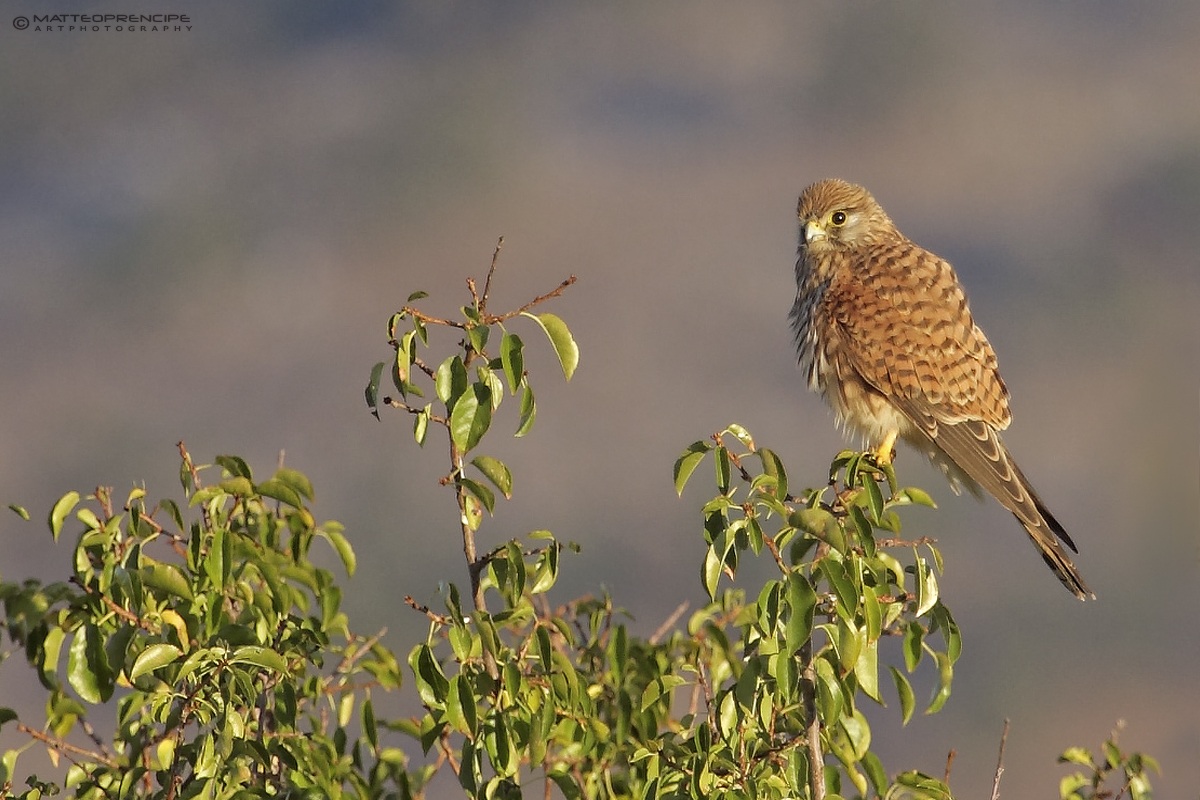 Kestrel posing