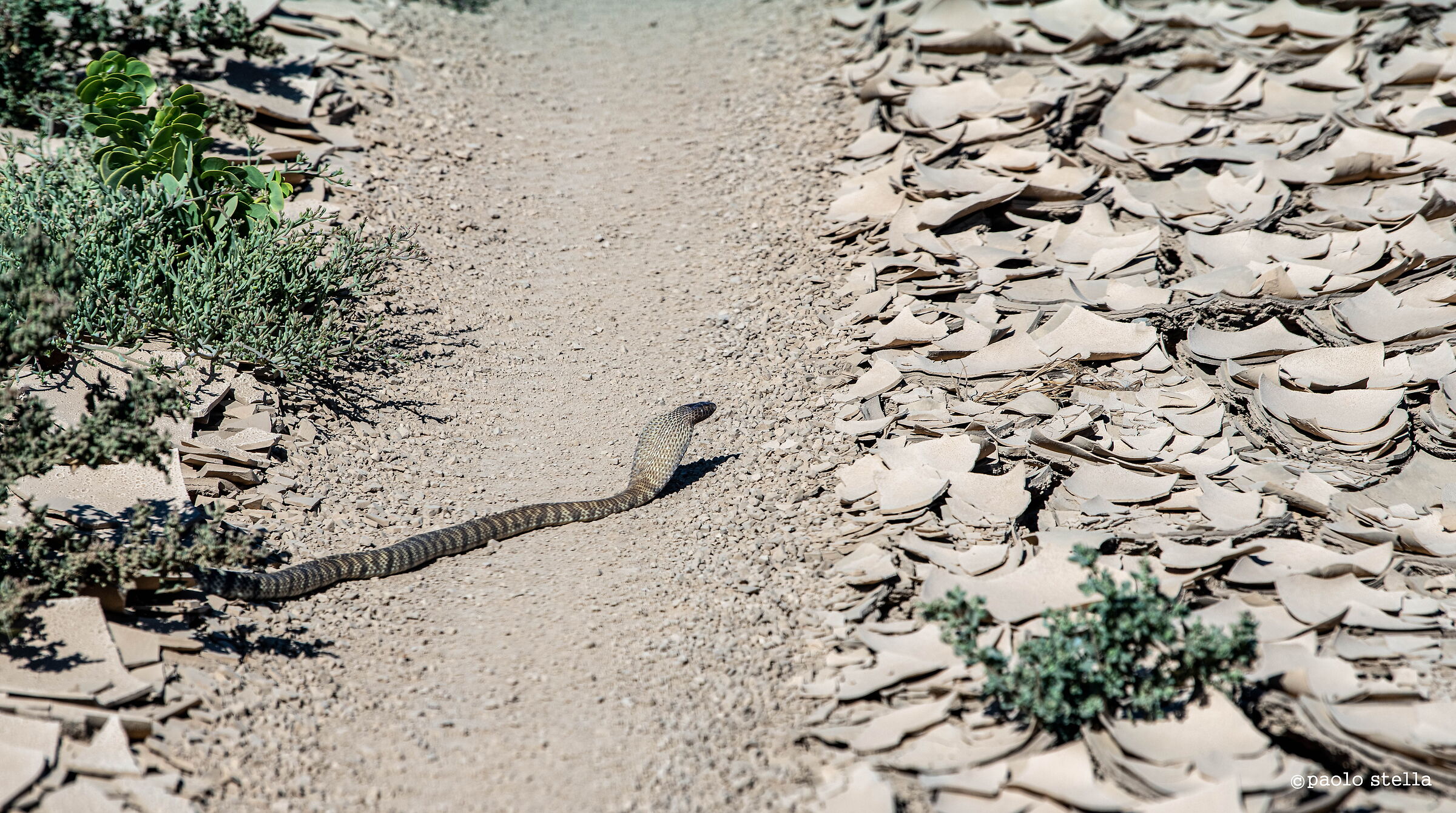 Zebra spitting cobra