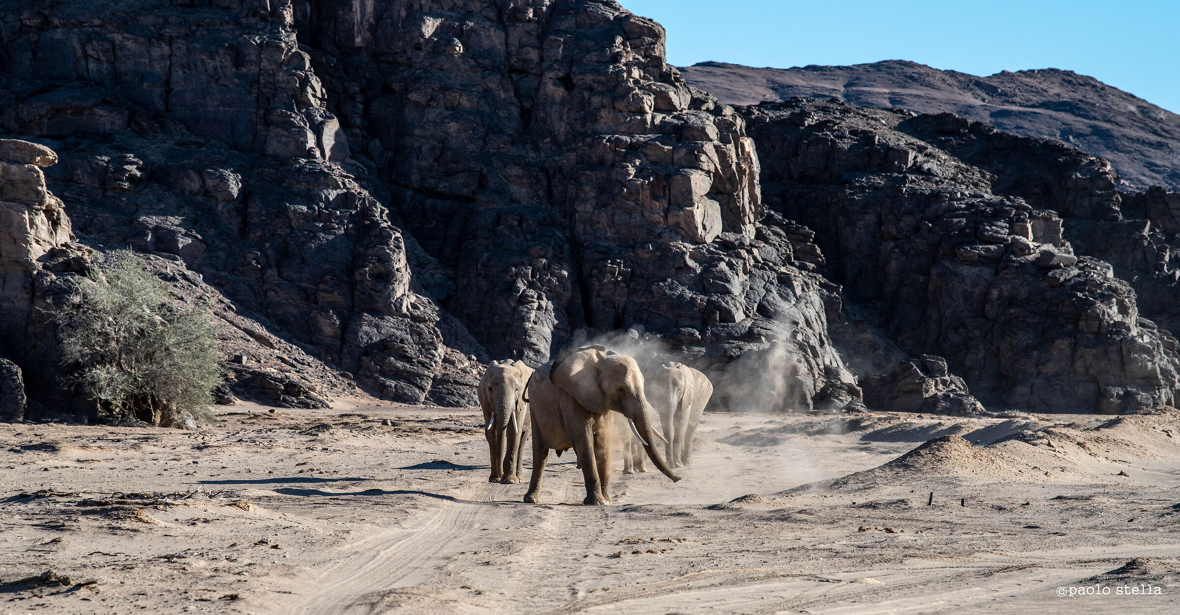 desert elephants