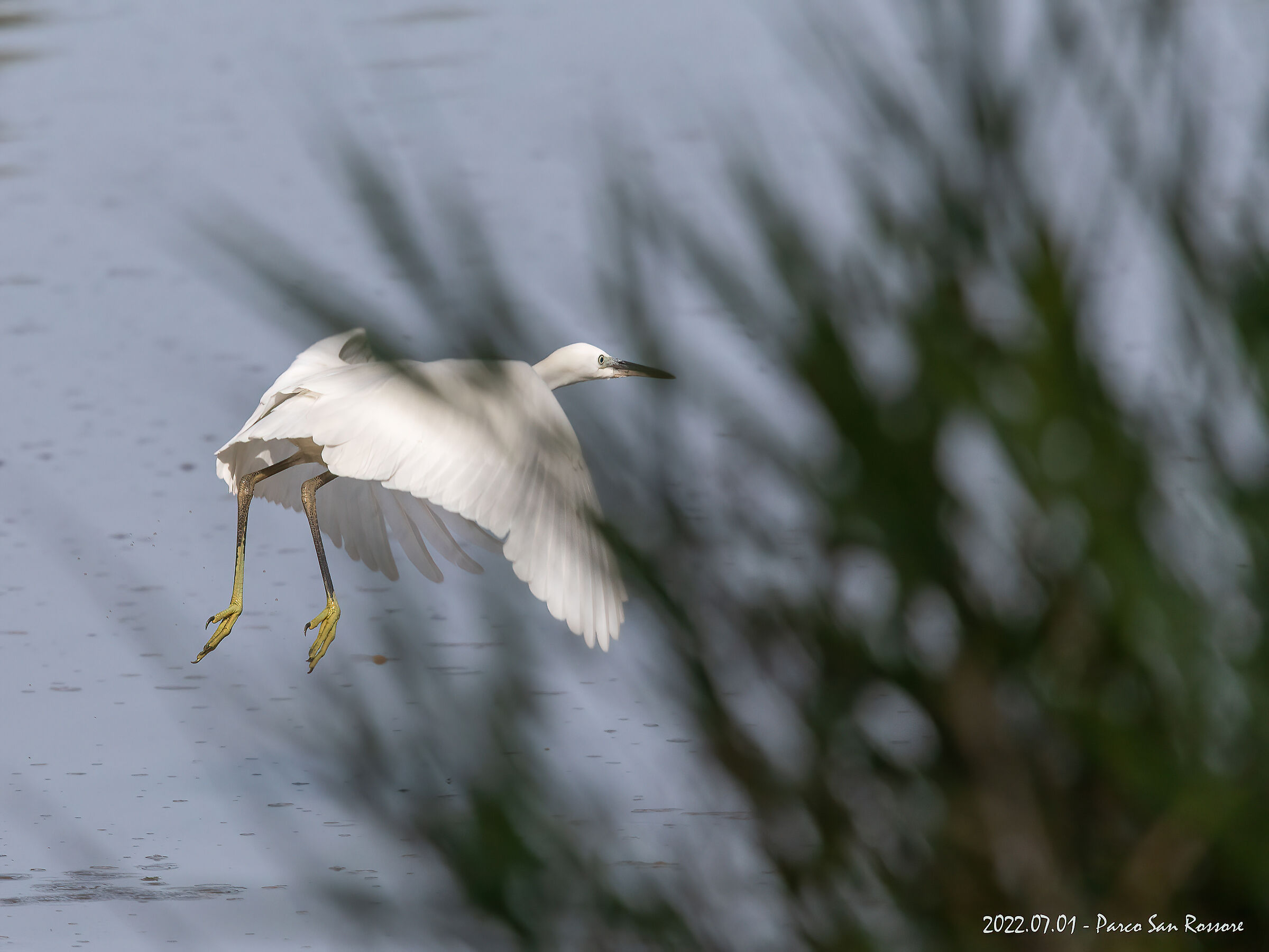 Garzetta  - Parco San Rossore