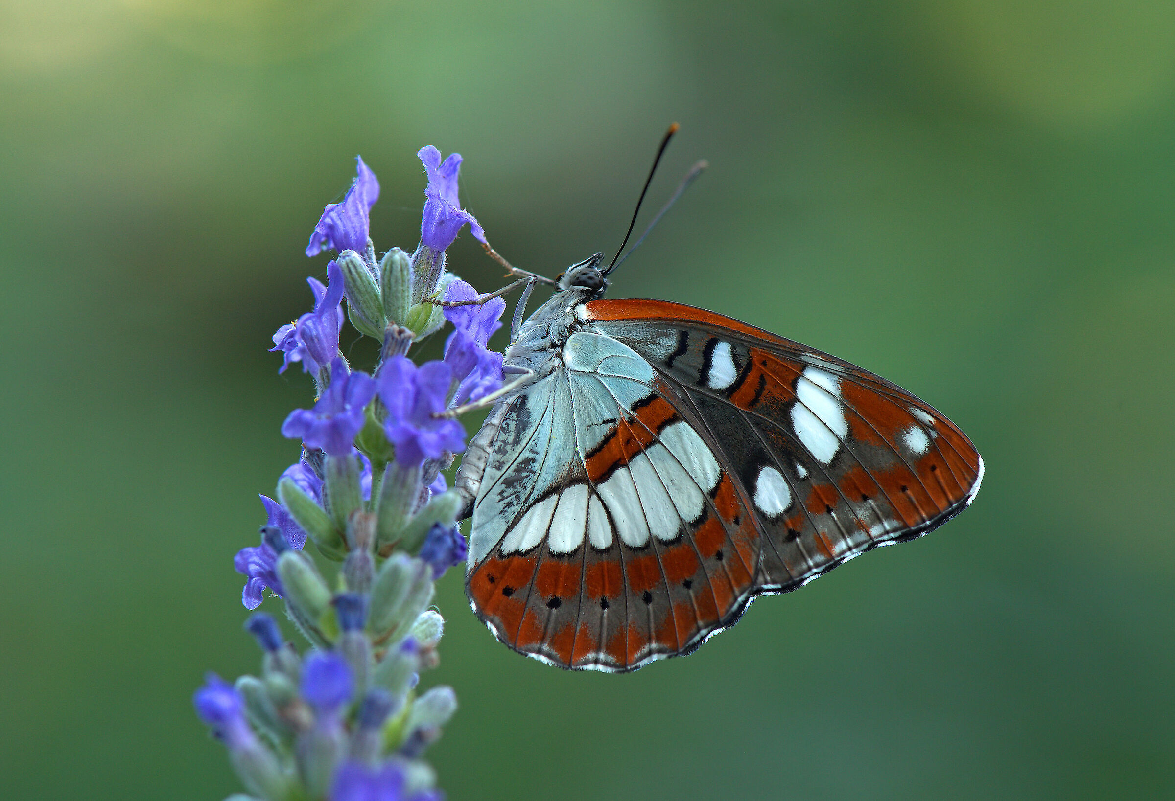 Limenitis reducta