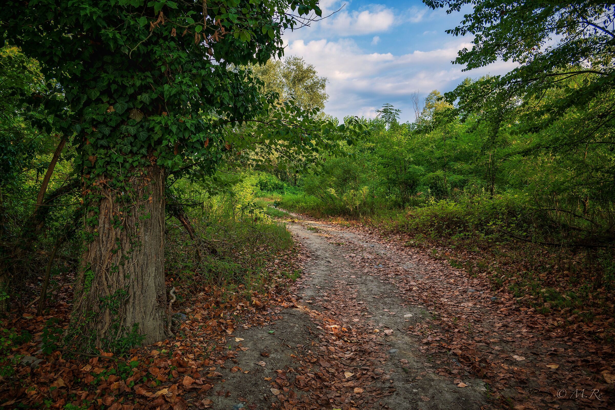 Passage in the woods