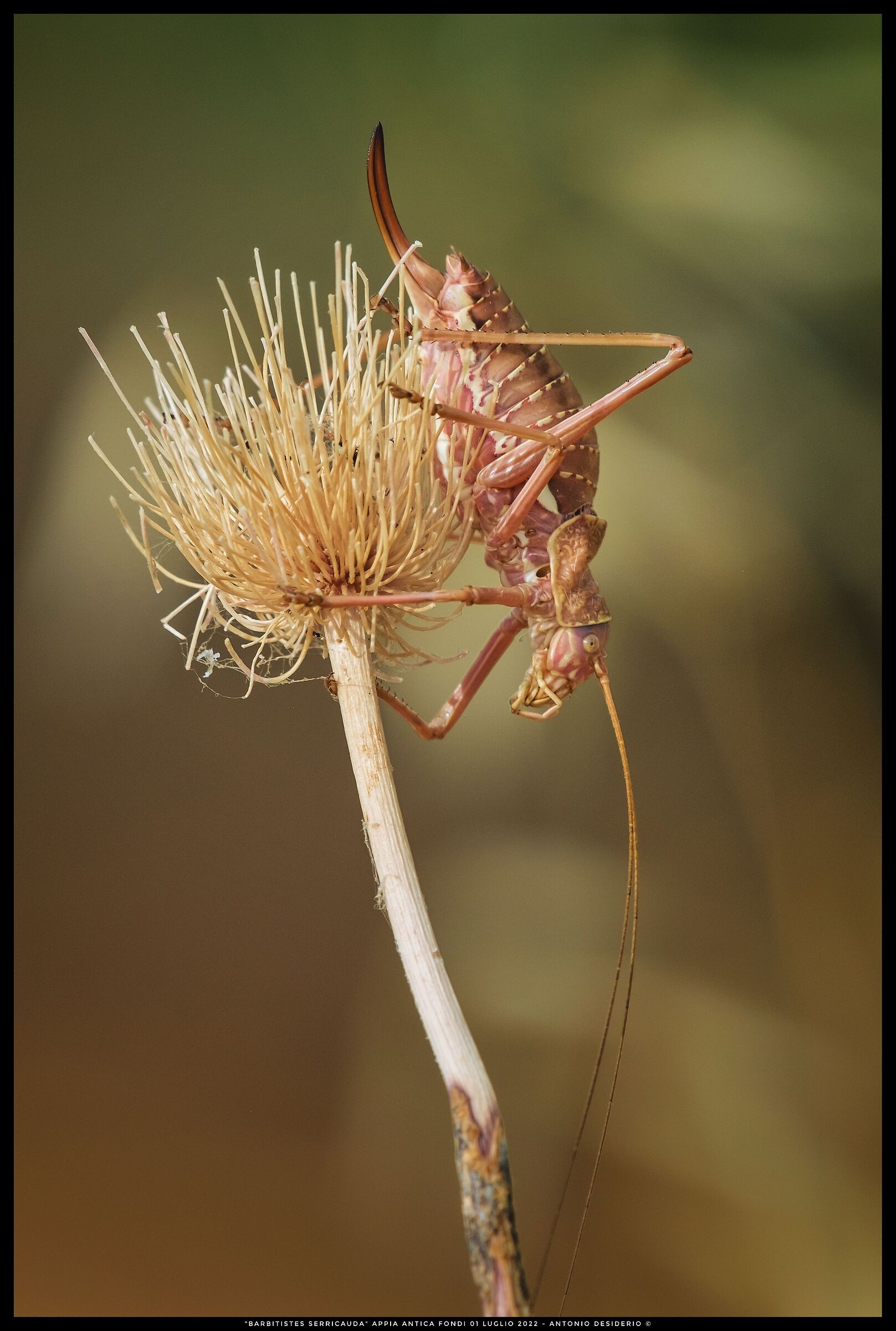 Barbitistes serricauda