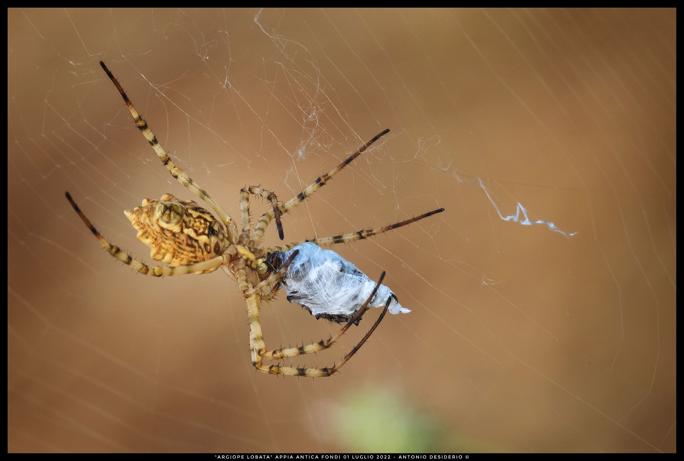 Finally if magna....