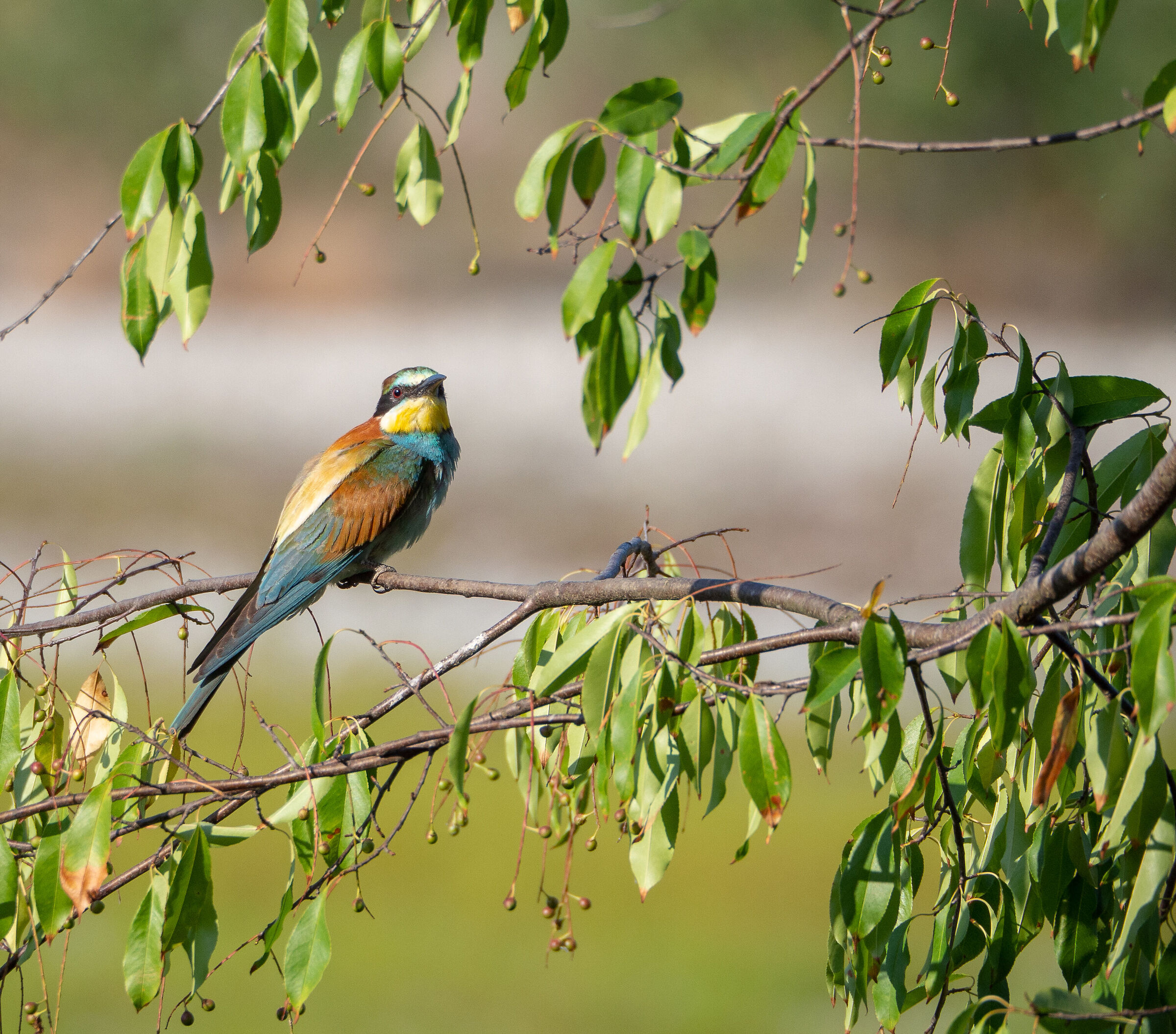 The rainbow of the bee-eater