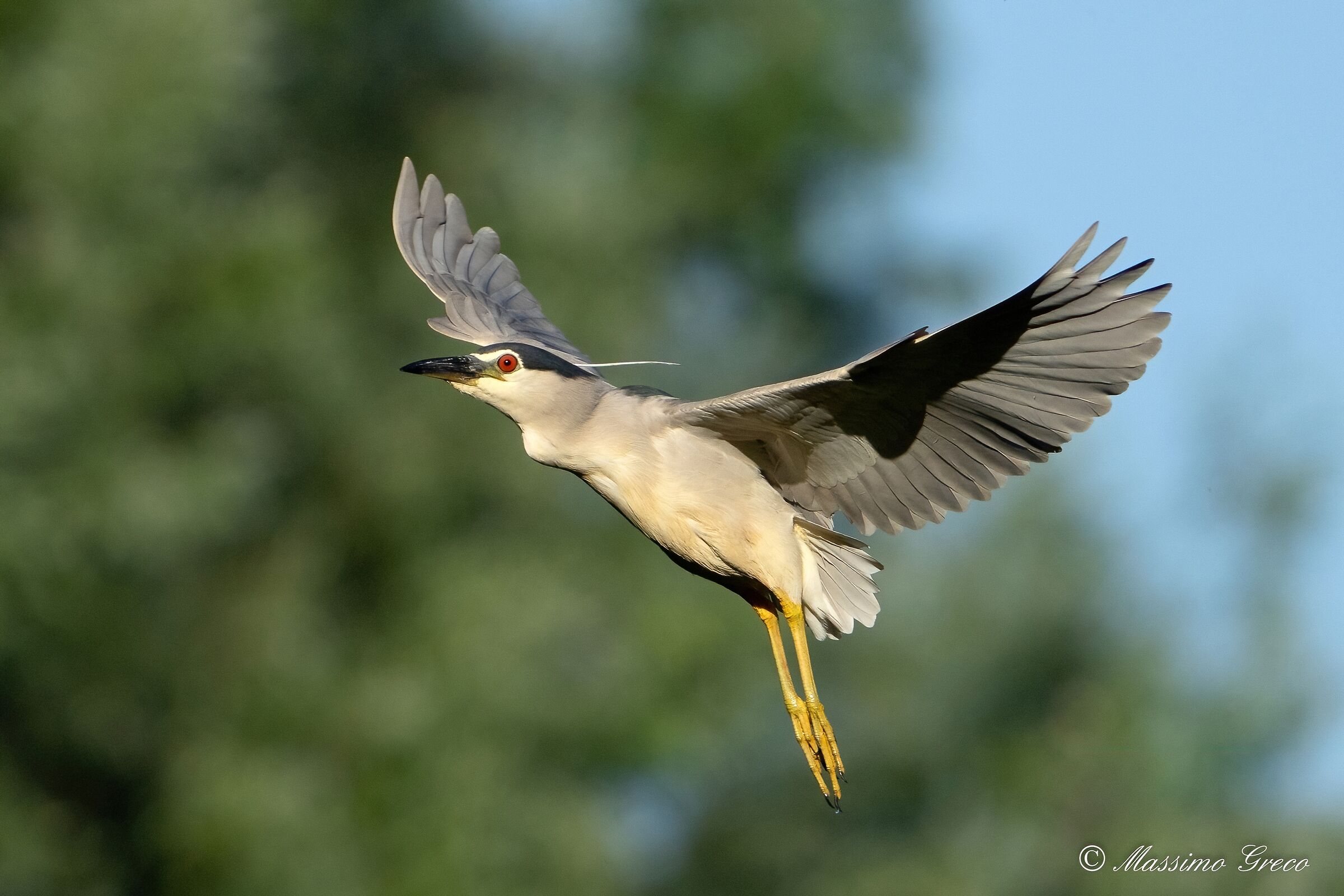 Nitticora (Nycticorax nycticorax )