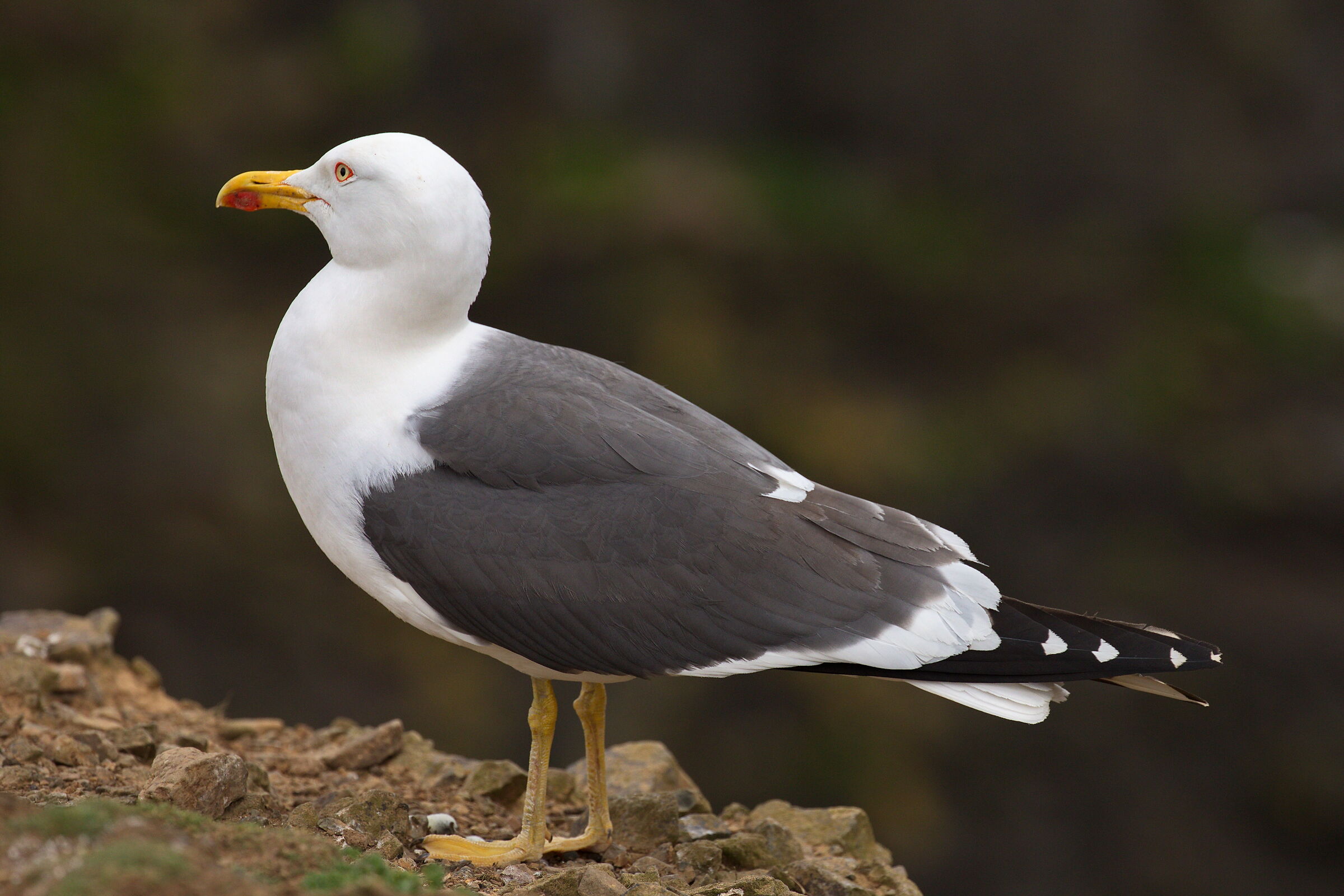 Lesser Blackbacked Gull