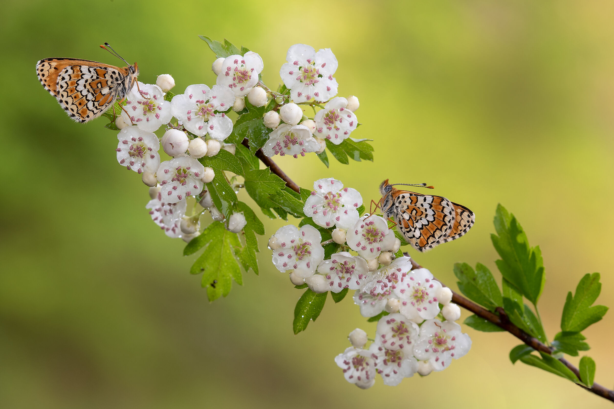 Hawthorn flowers, with guests.