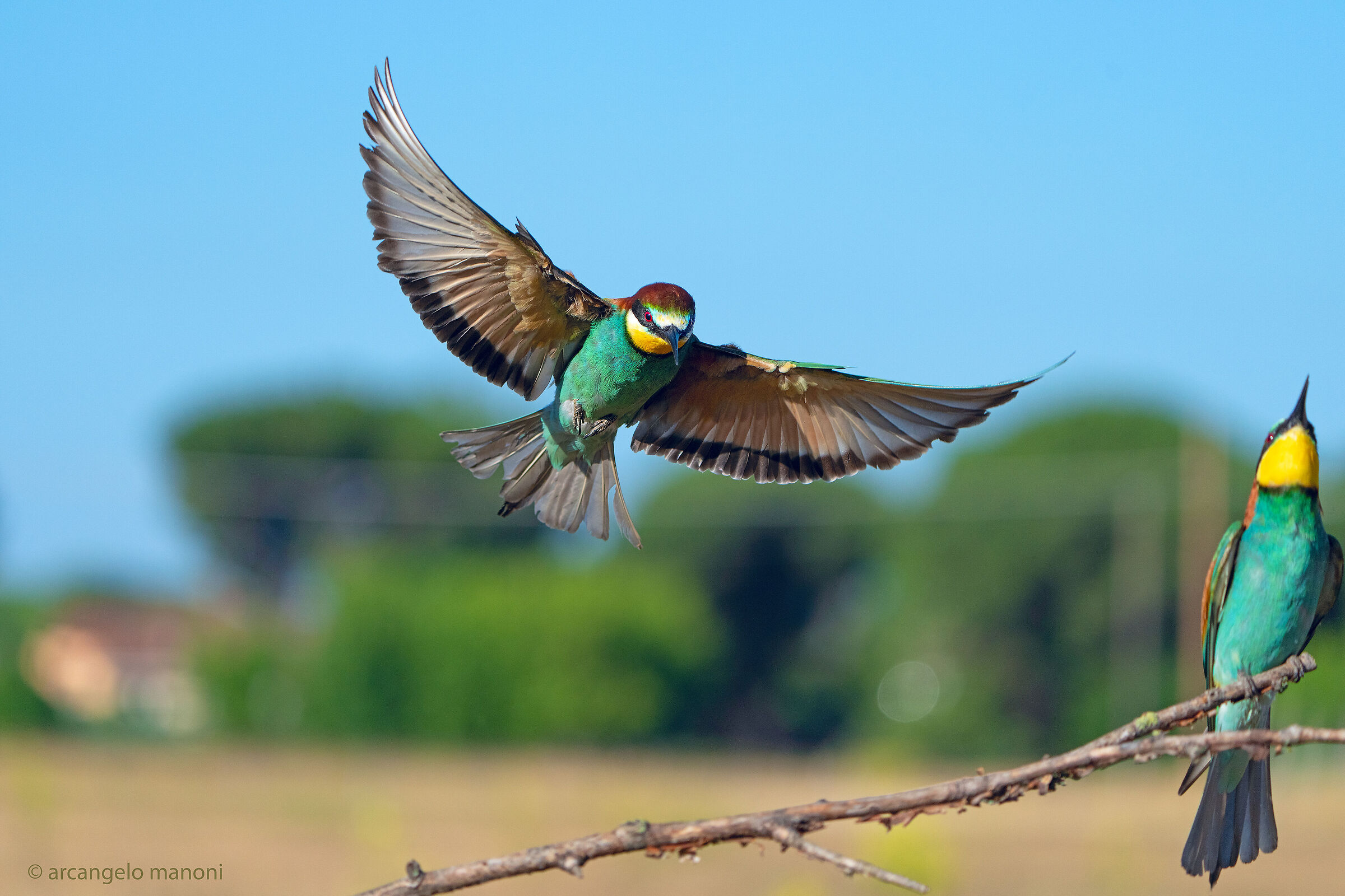 Oggi c'è traffico a ''grucciopoli'...