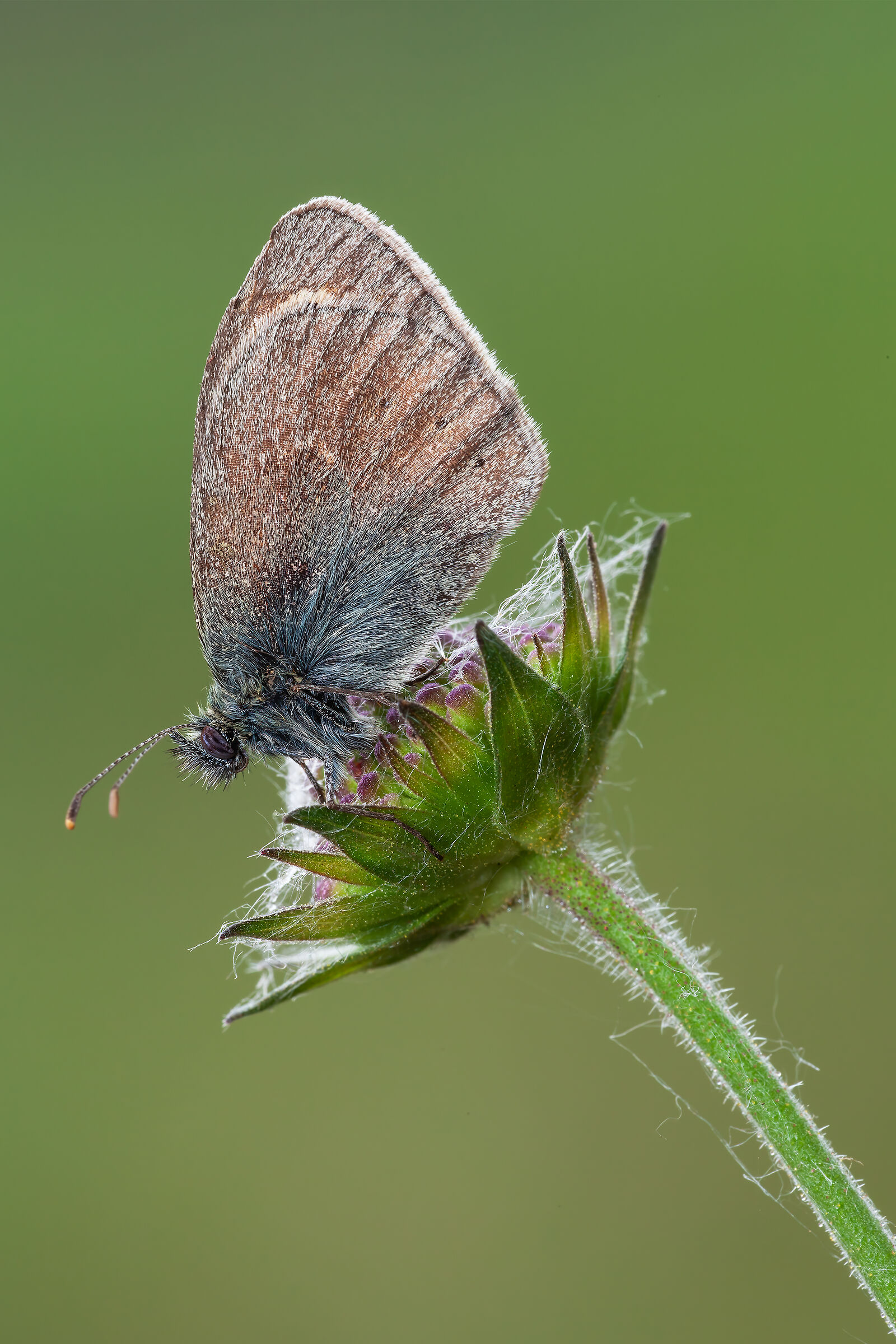 Coenonympha pamphilus