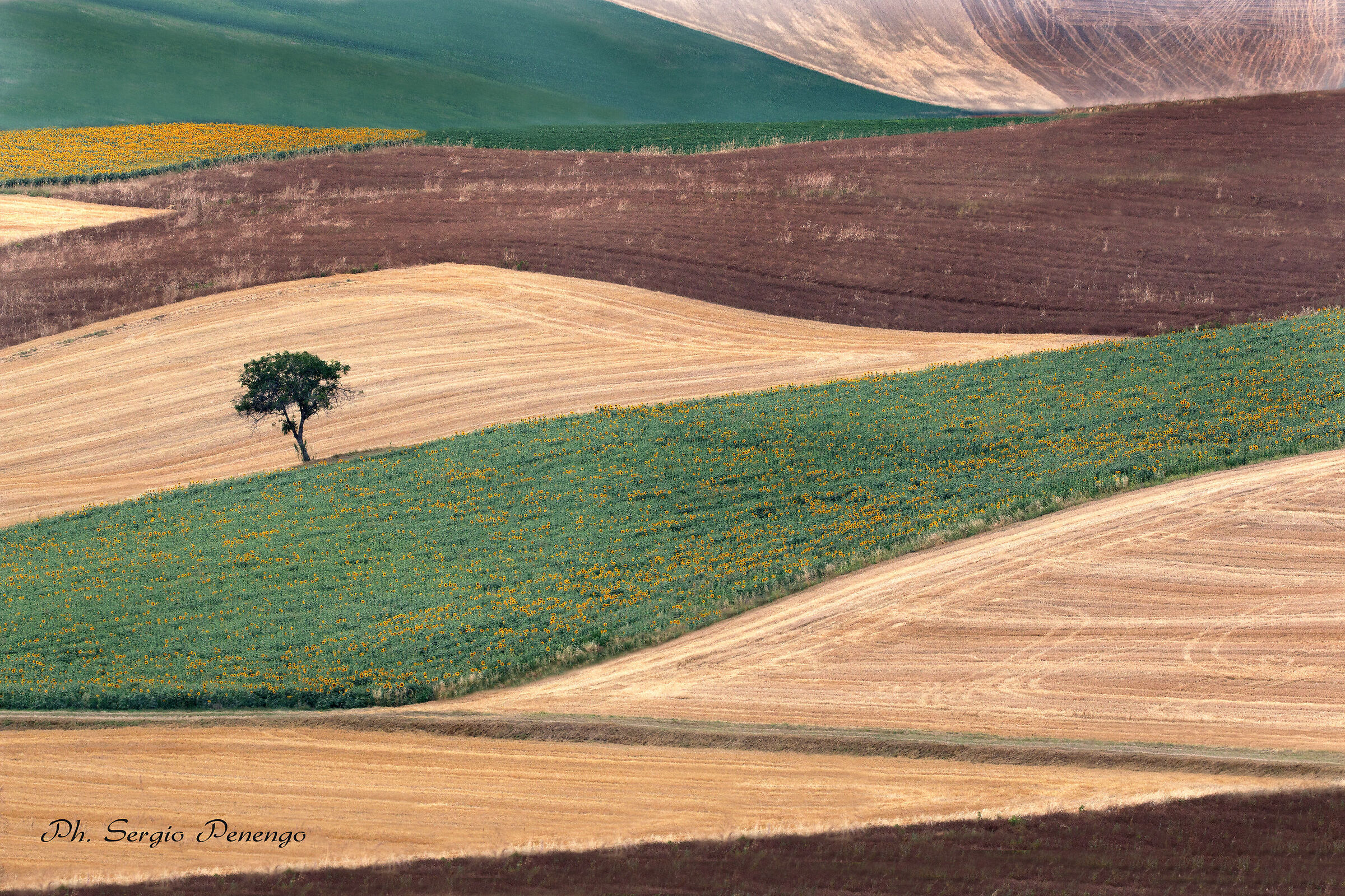 "Geometrie d'Estate" (Monferrato)
