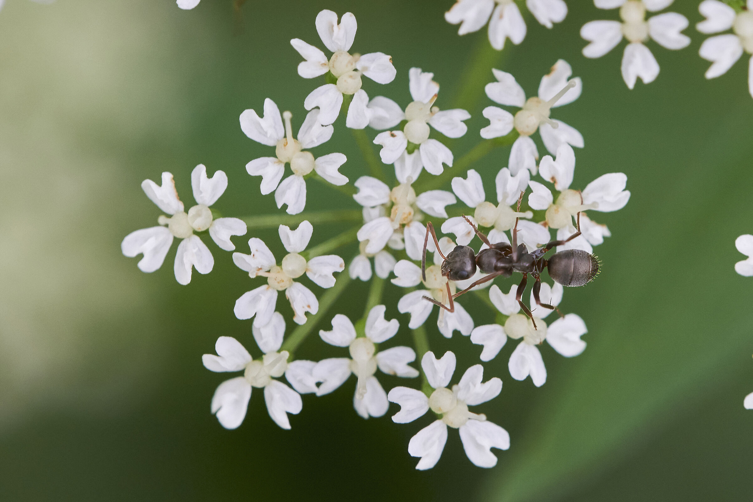 Flower and Ant