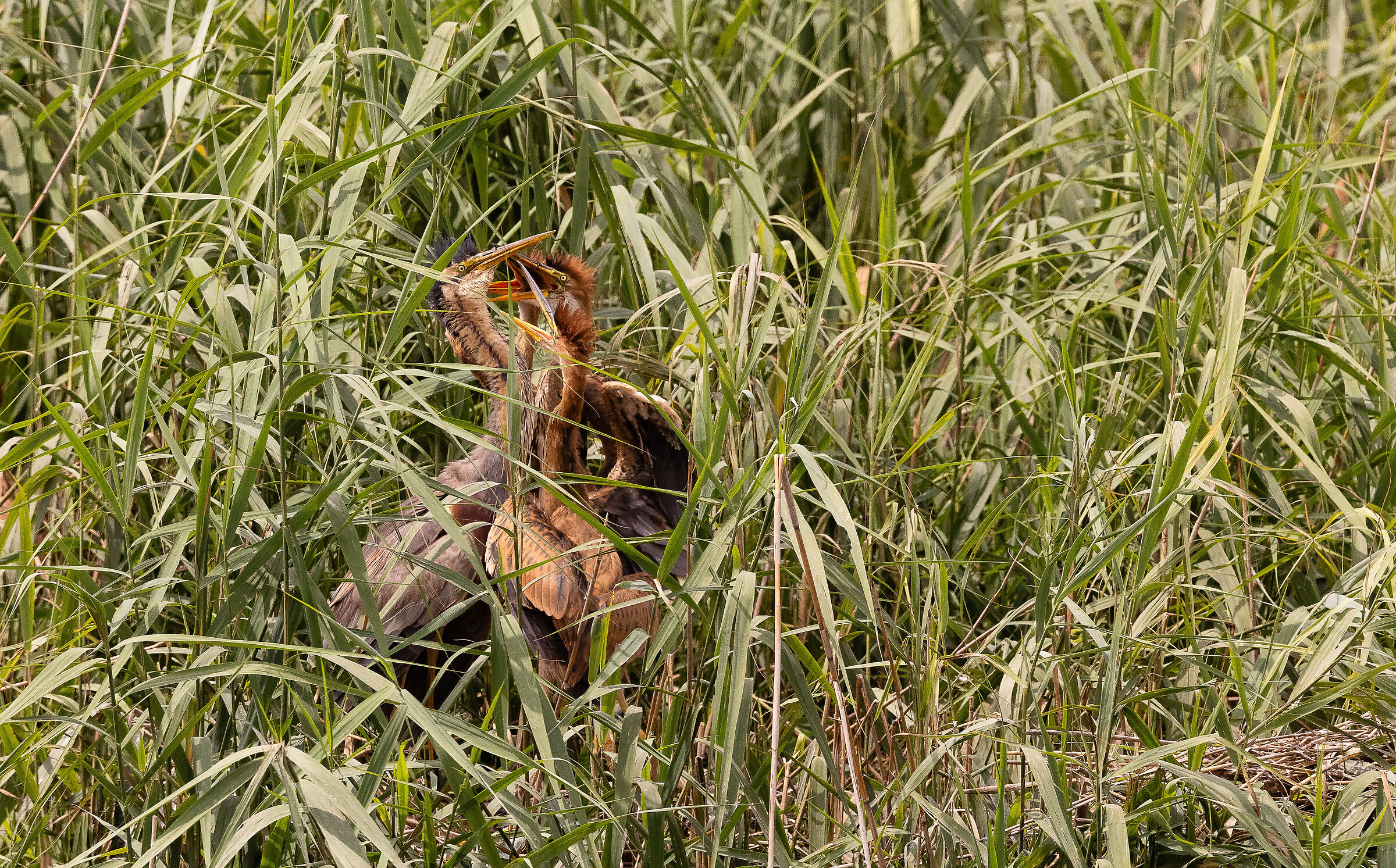 è arrivata la pappa
