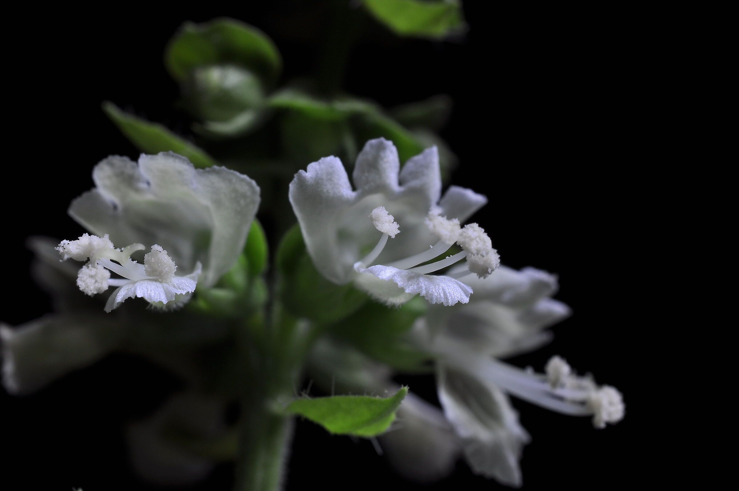 Aromaticamente inconfondibile