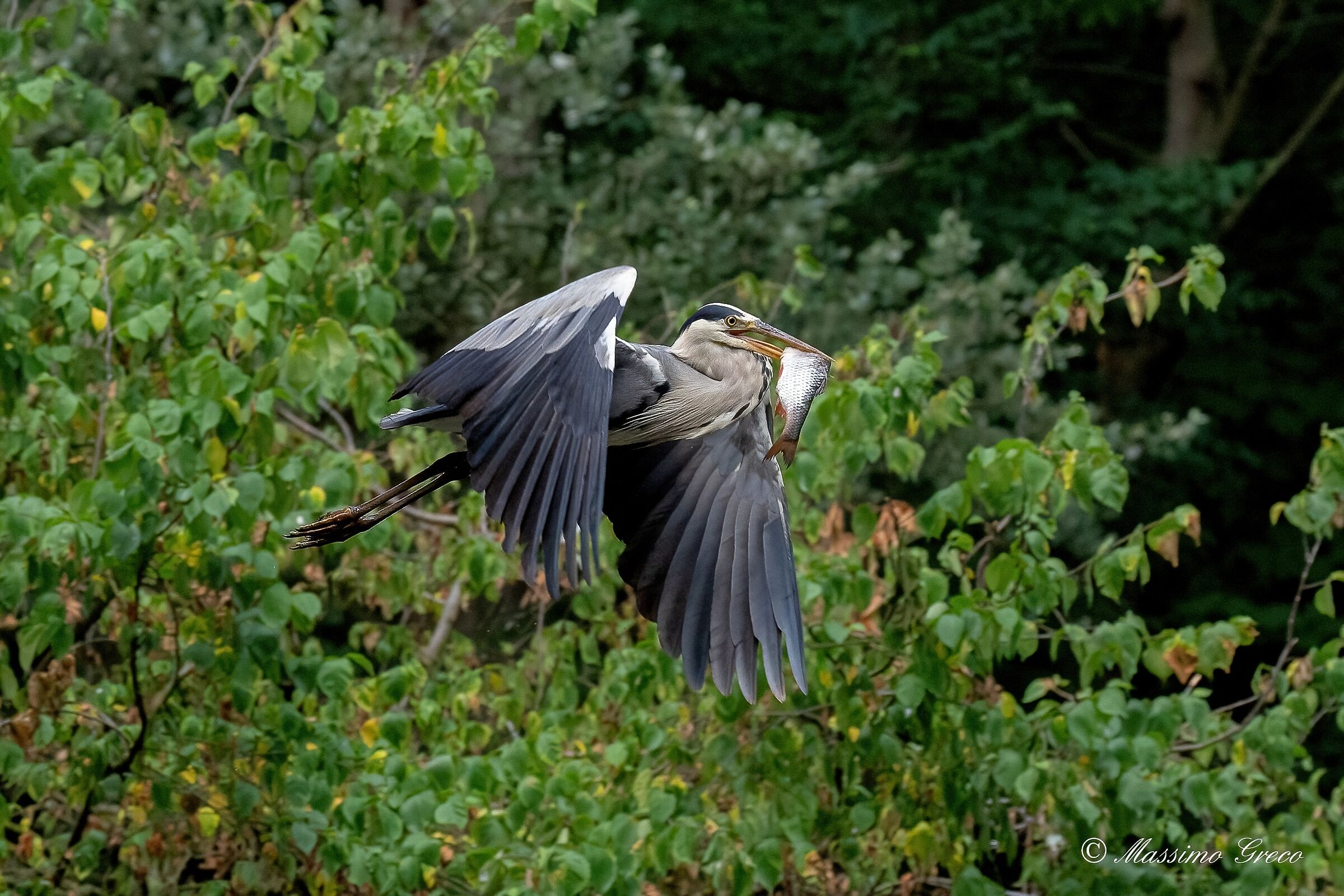 Airone cenerino con preda