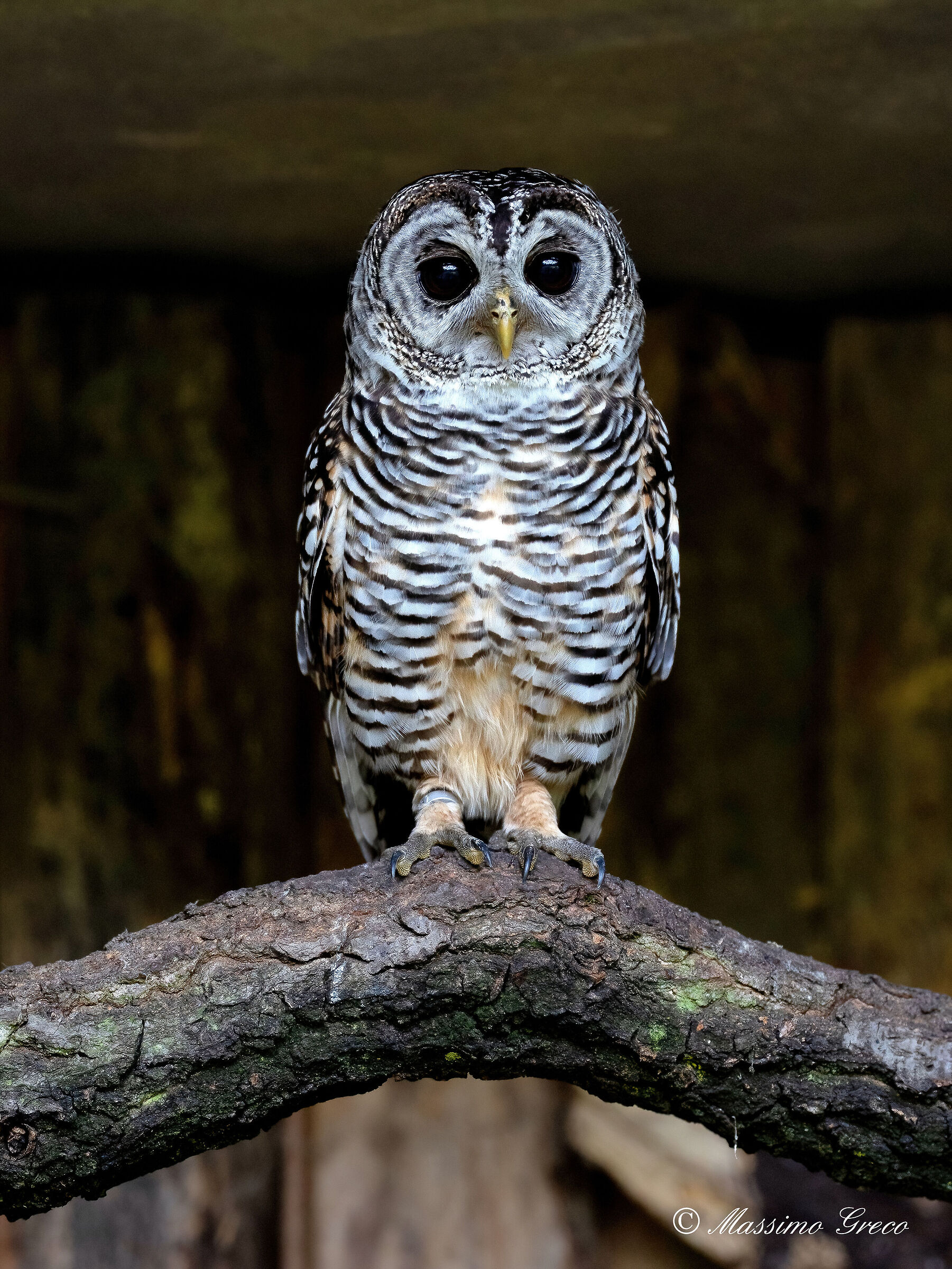 Chaco owl · Strix chacoensis