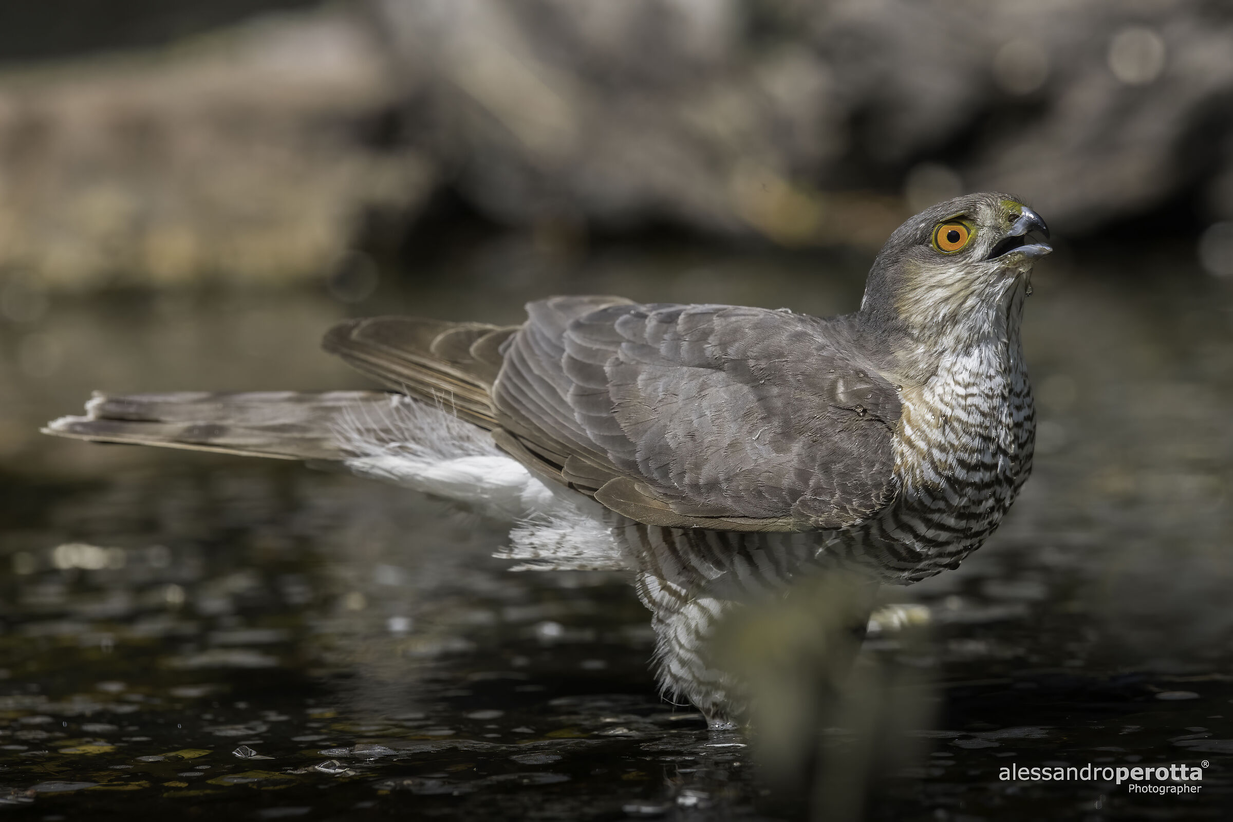 Accipiter nisus