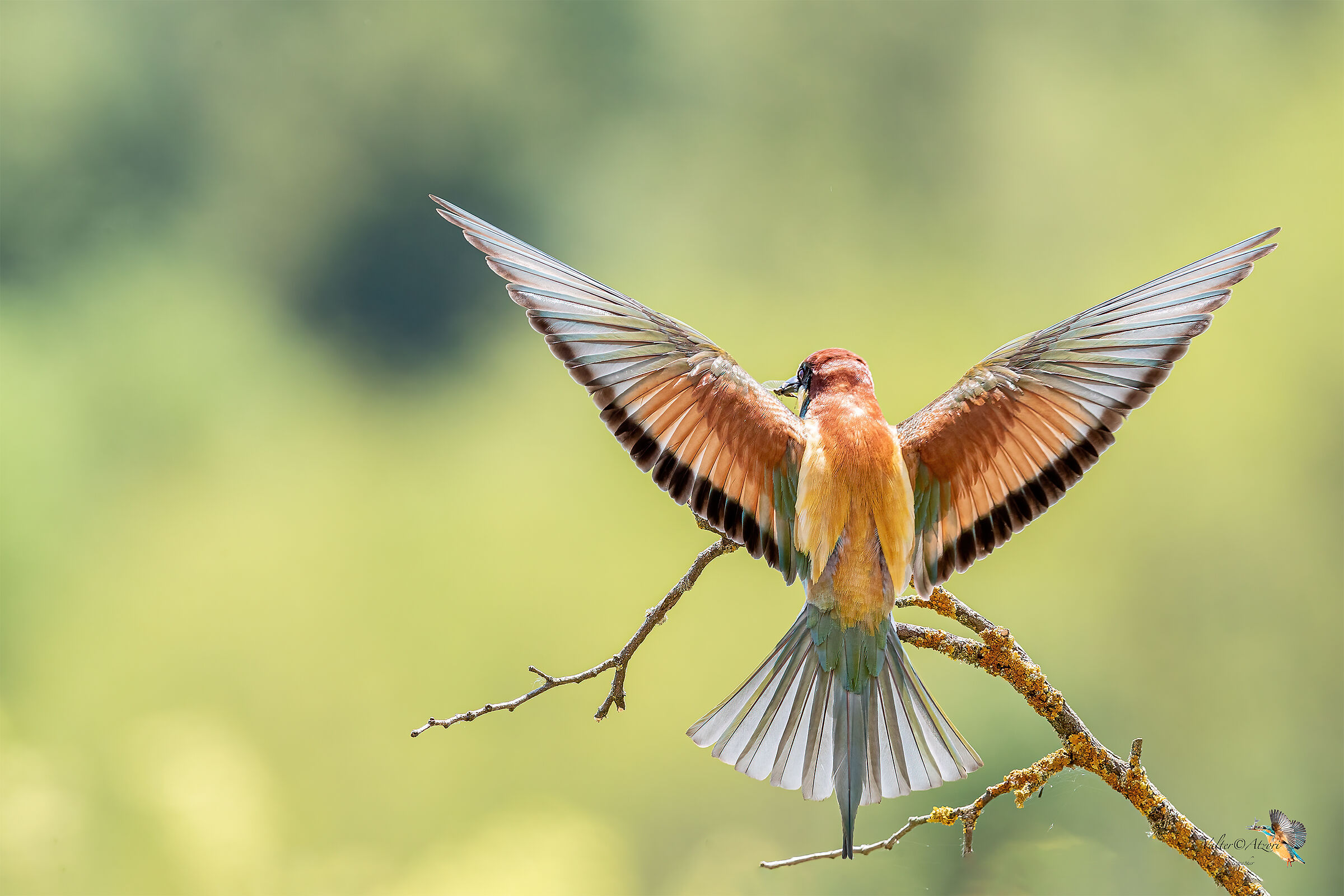 Il volo di un angelo