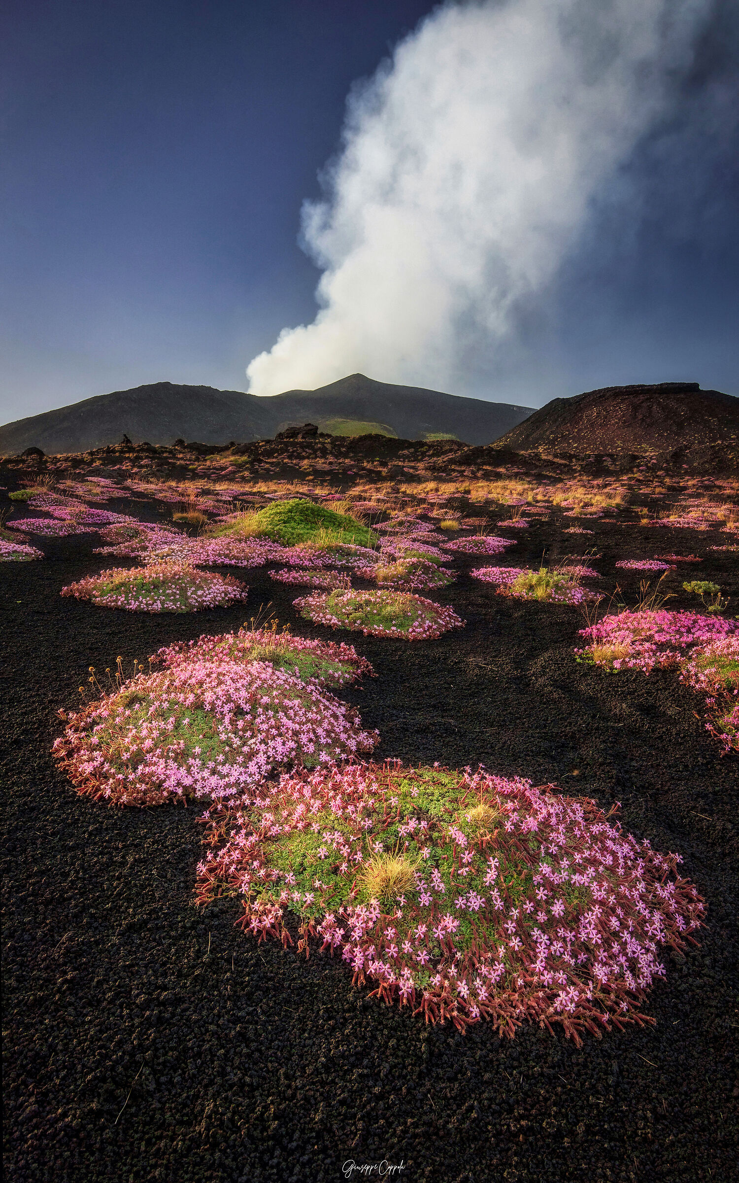 La fioritura della Saponaria in tutto il suo splendore.