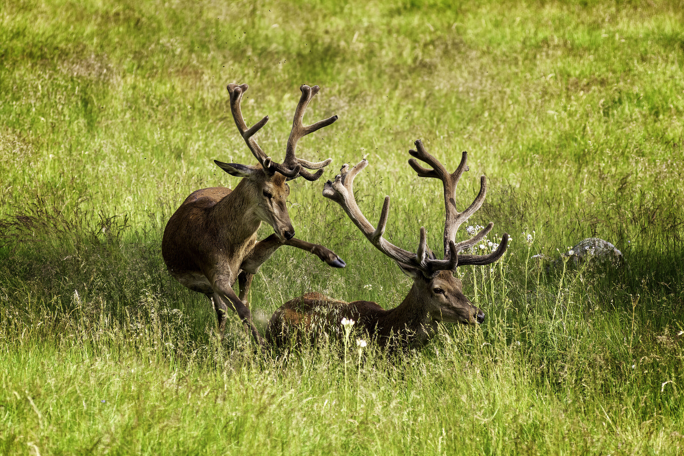 Deer in Paneveggio