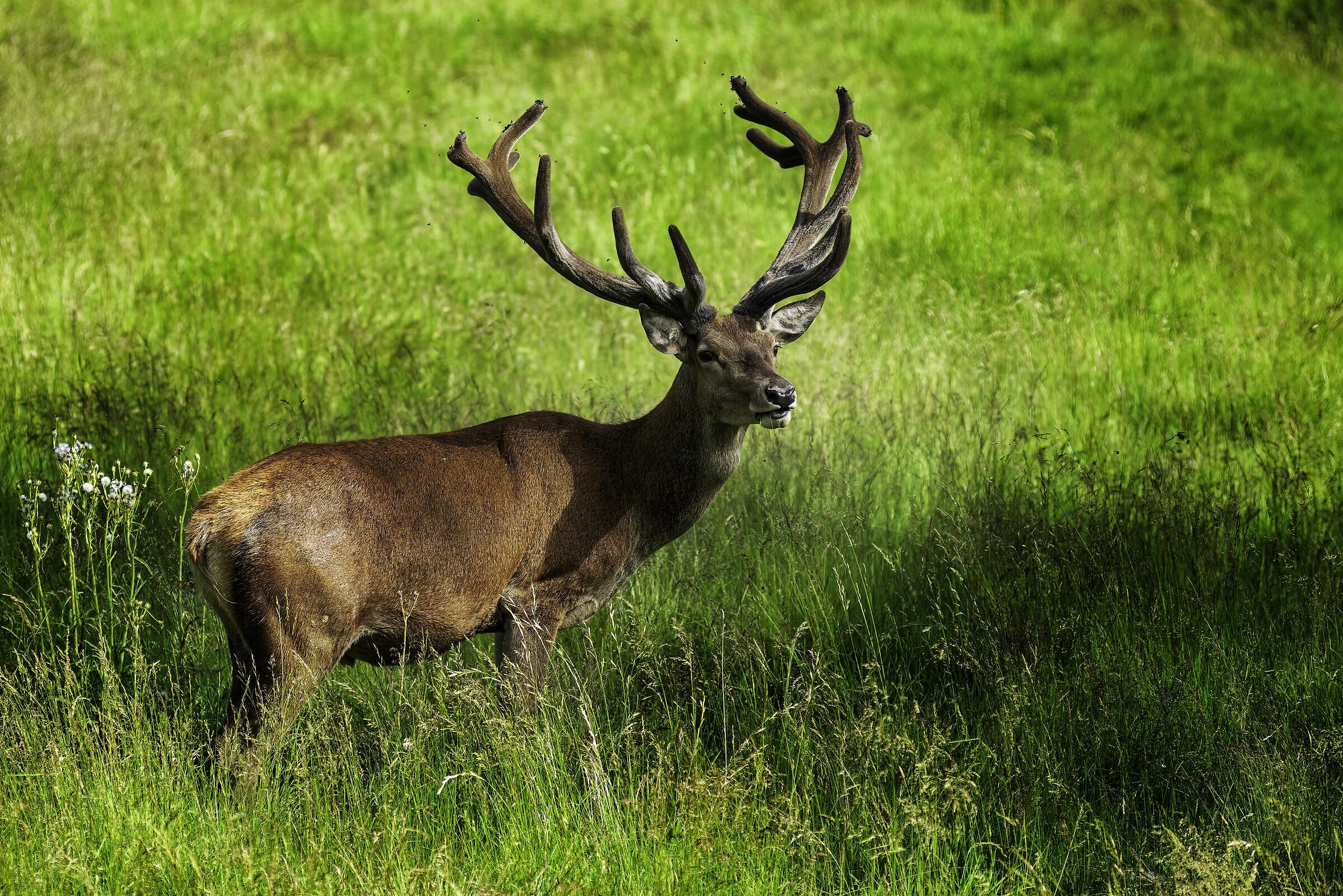 Deer in Paneveggio
