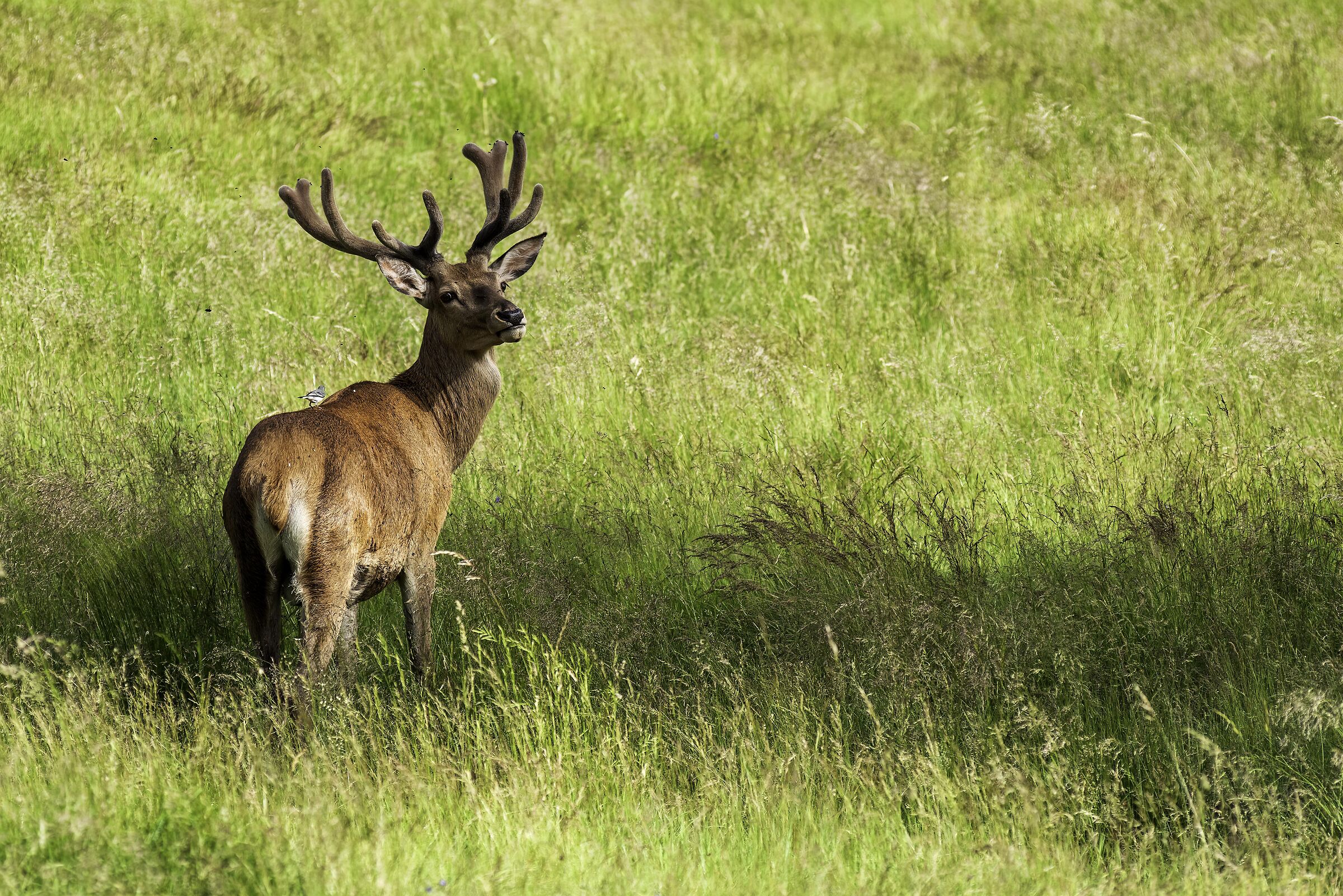 Deer in Paneveggio