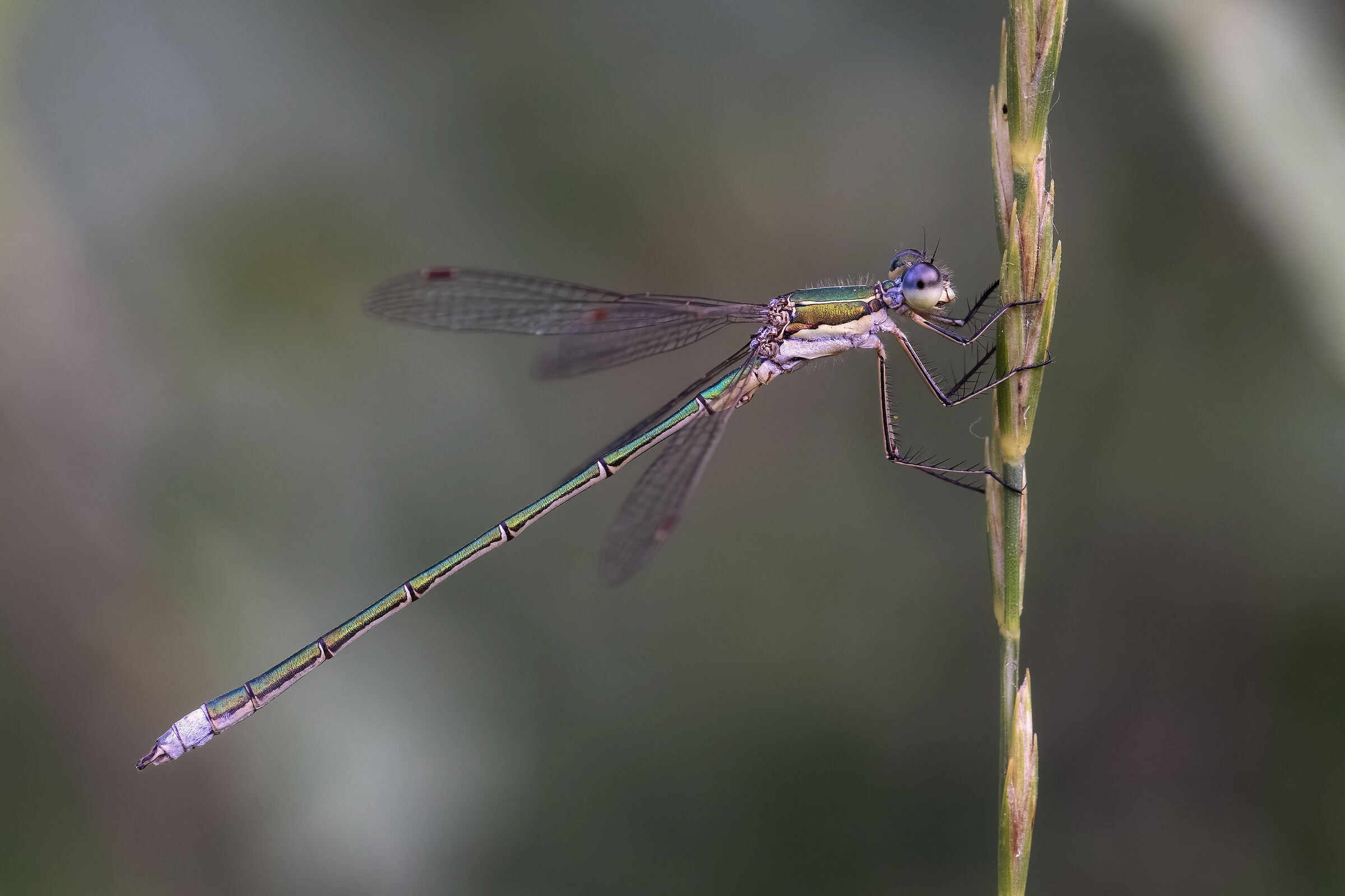 Lestes virens