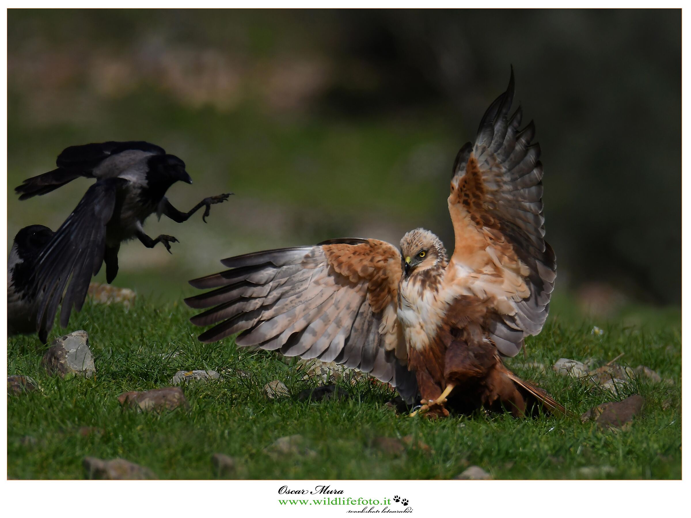 Marsh Falcon www.wildlifefoto.it